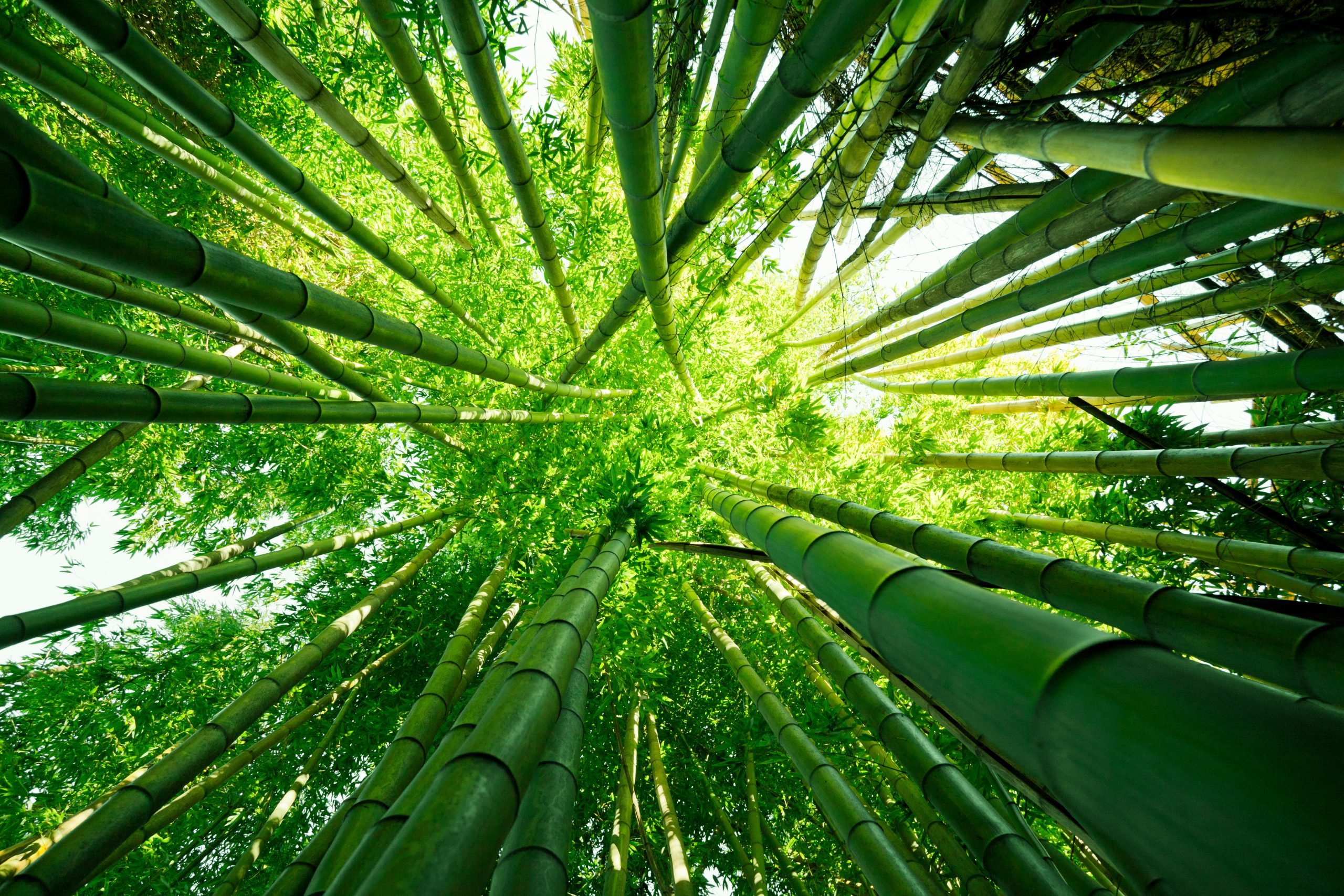 - Revitalize Your Lucky Bamboo: Unlocking Its Hidden Potential With Fertilizer