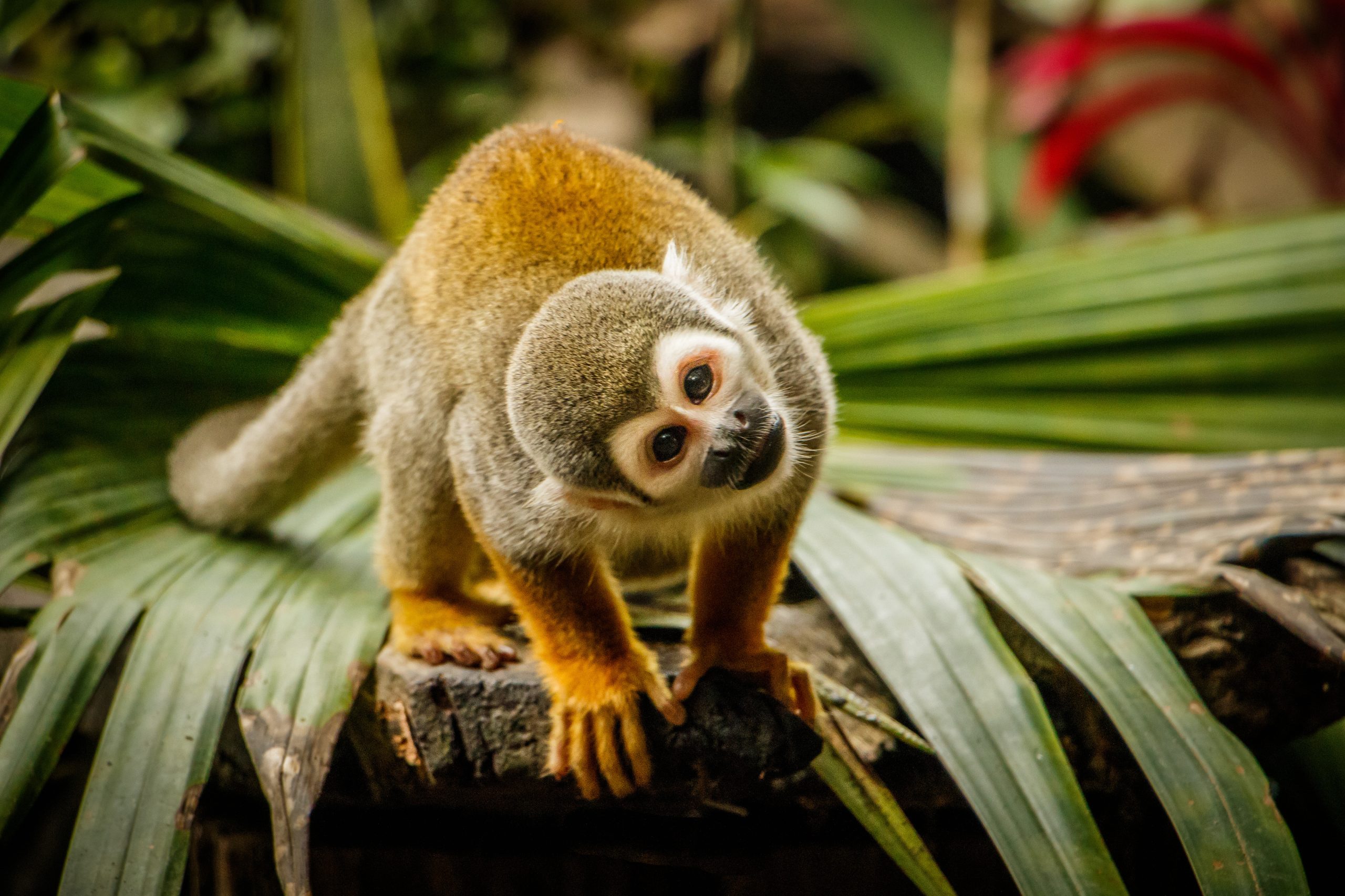 Funny look of sqirrel monkey in Amazonic rainforest, Ecuador