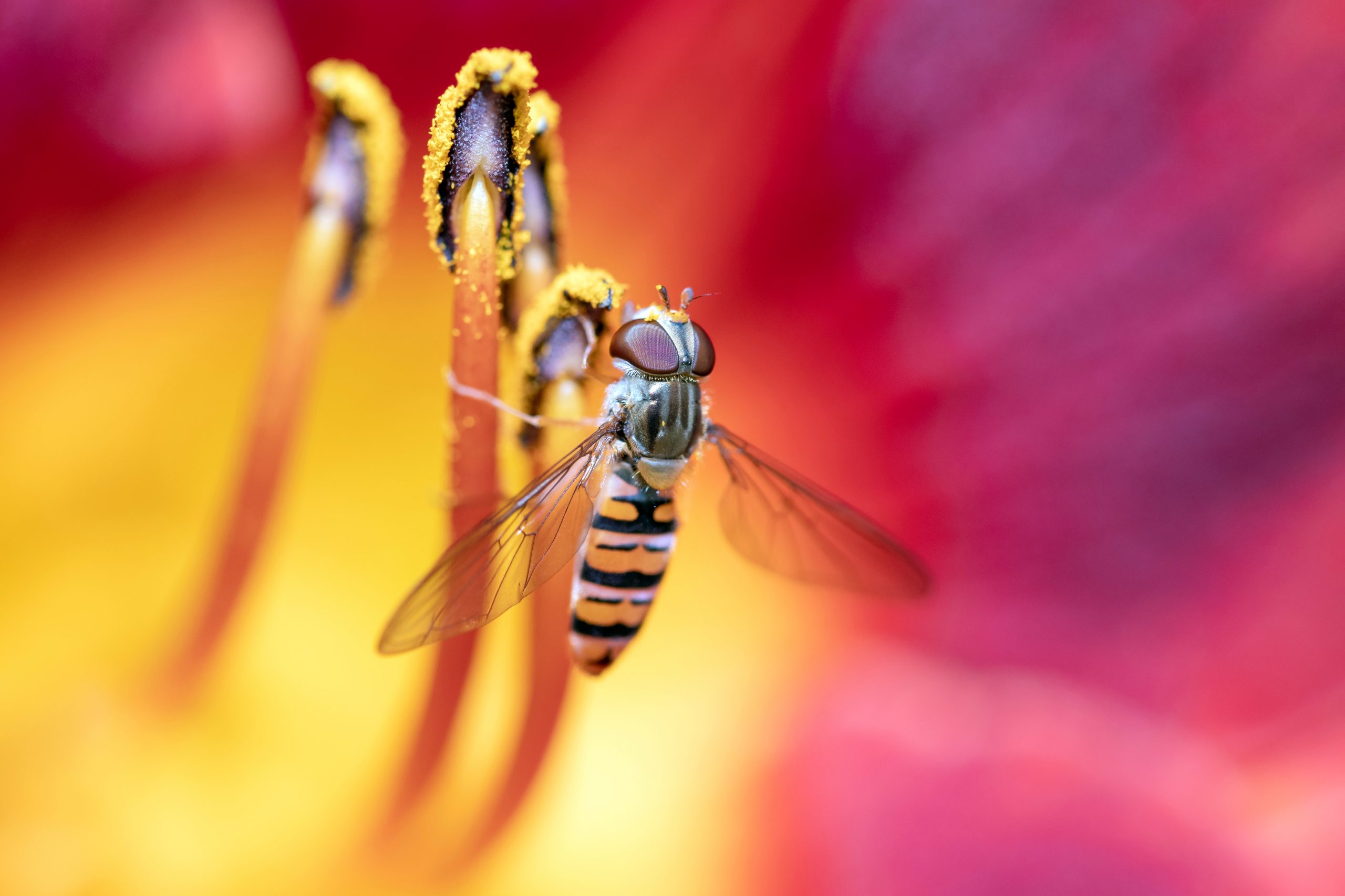 Marmalade hoverfly &#8211; Episyrphus balteatus in a day lily blossom, Hemerocallis