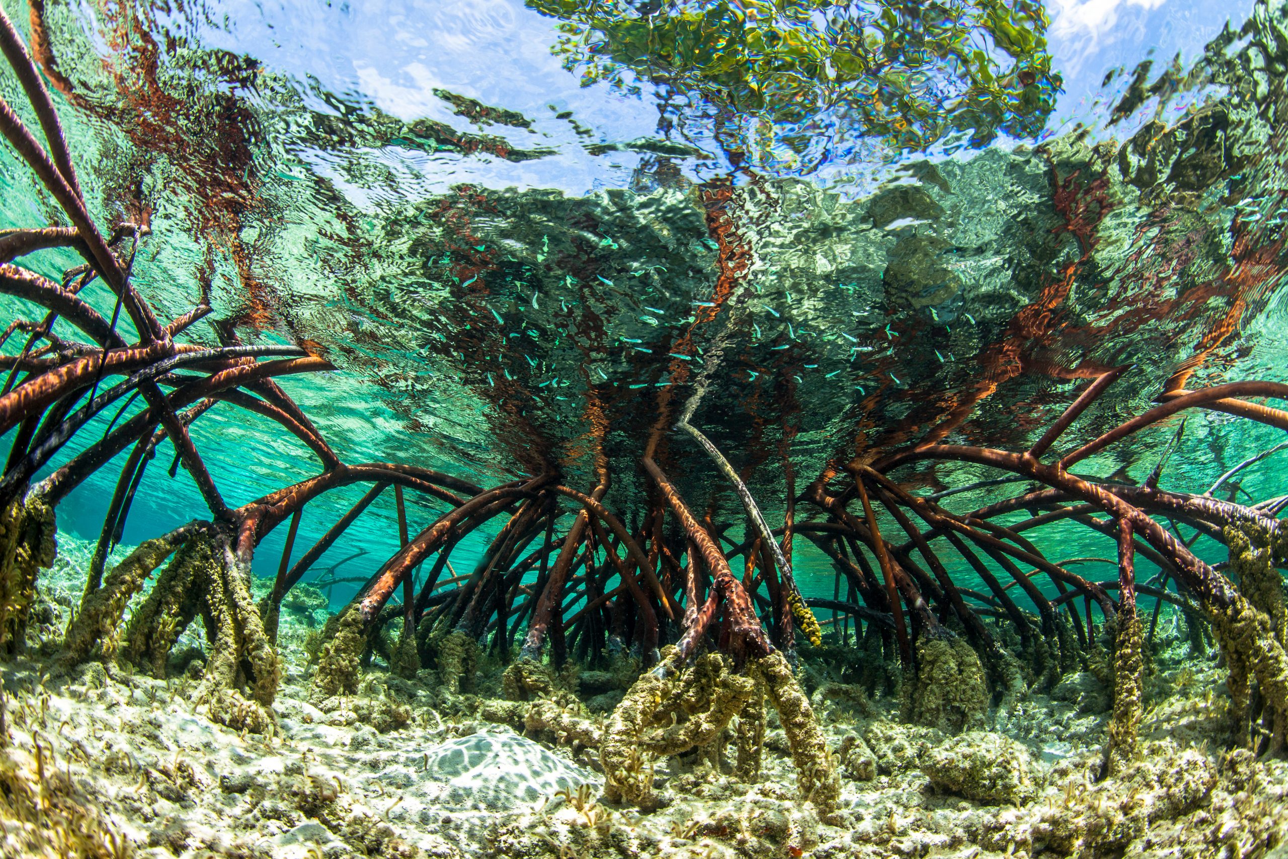 Underwater photograph of a mangrove tree in clear tropical waters with blue sky in backgound near Staniel Cay, Exuma, Bahamas