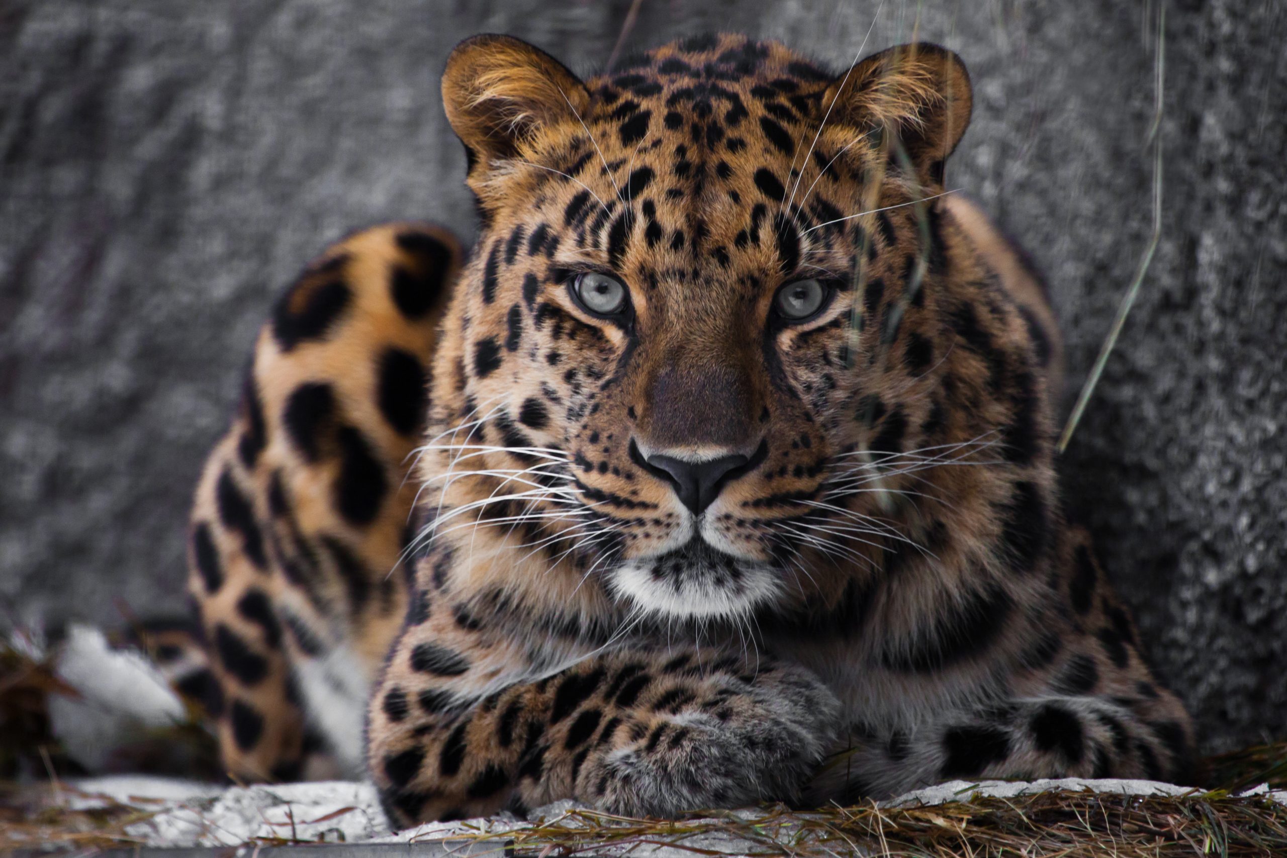 Serious look brutal, lying Amur leopard, powerful motley big cat looks straight through the eyes of a predator.