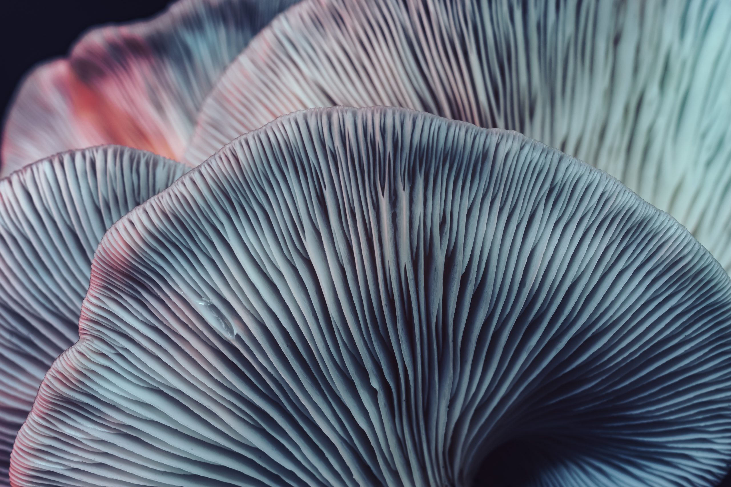 Close up beautiful bunch mushrooms color light in the tree background texture. Macro Photography View.