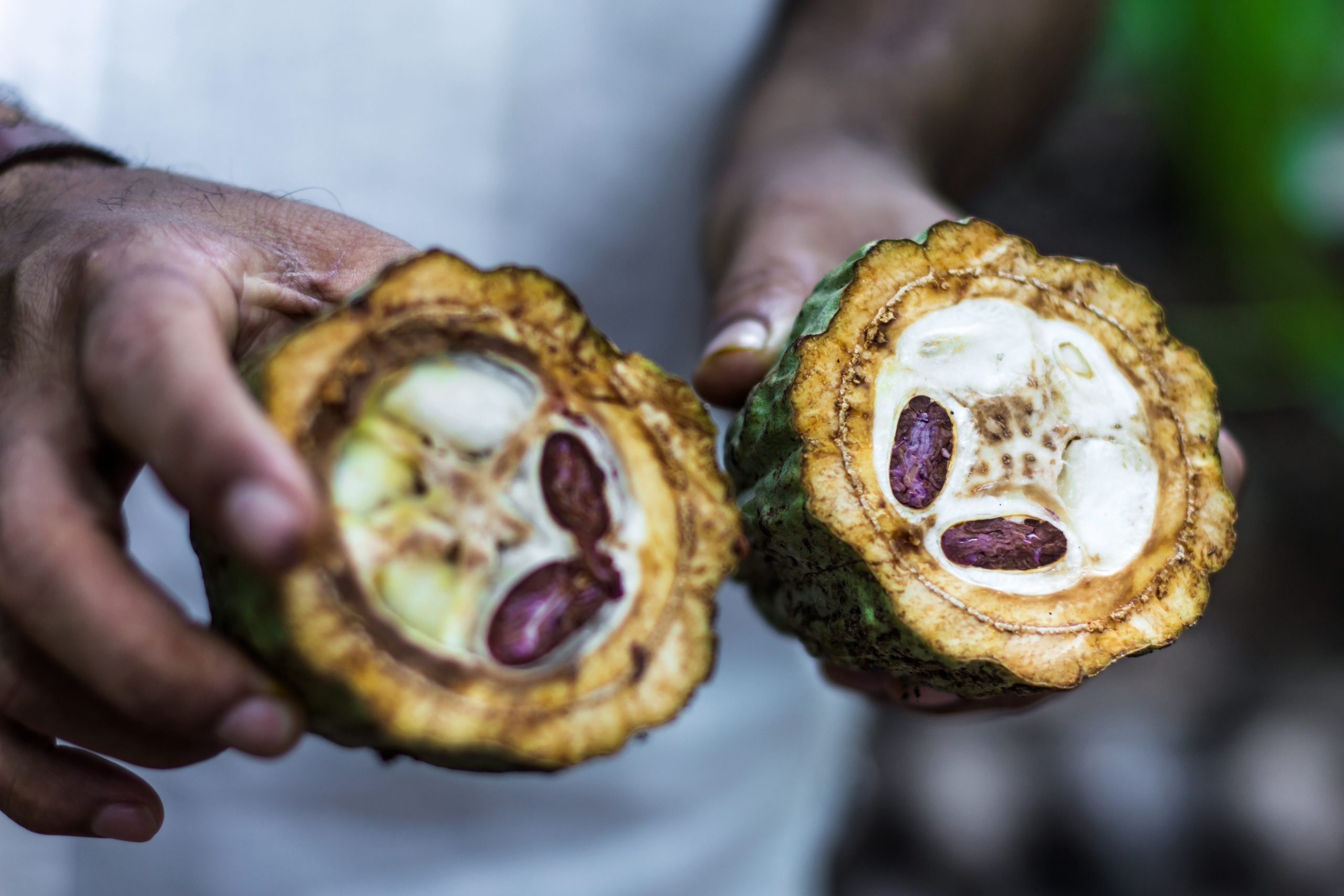 Fresh Cocoa fruit in farmers hands. Organic cacao fruit. Cocoa &#8211; healthy food. Cut of cacao fruit.