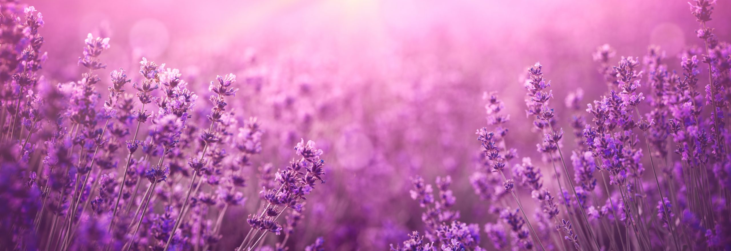 violet lavender field at sunset