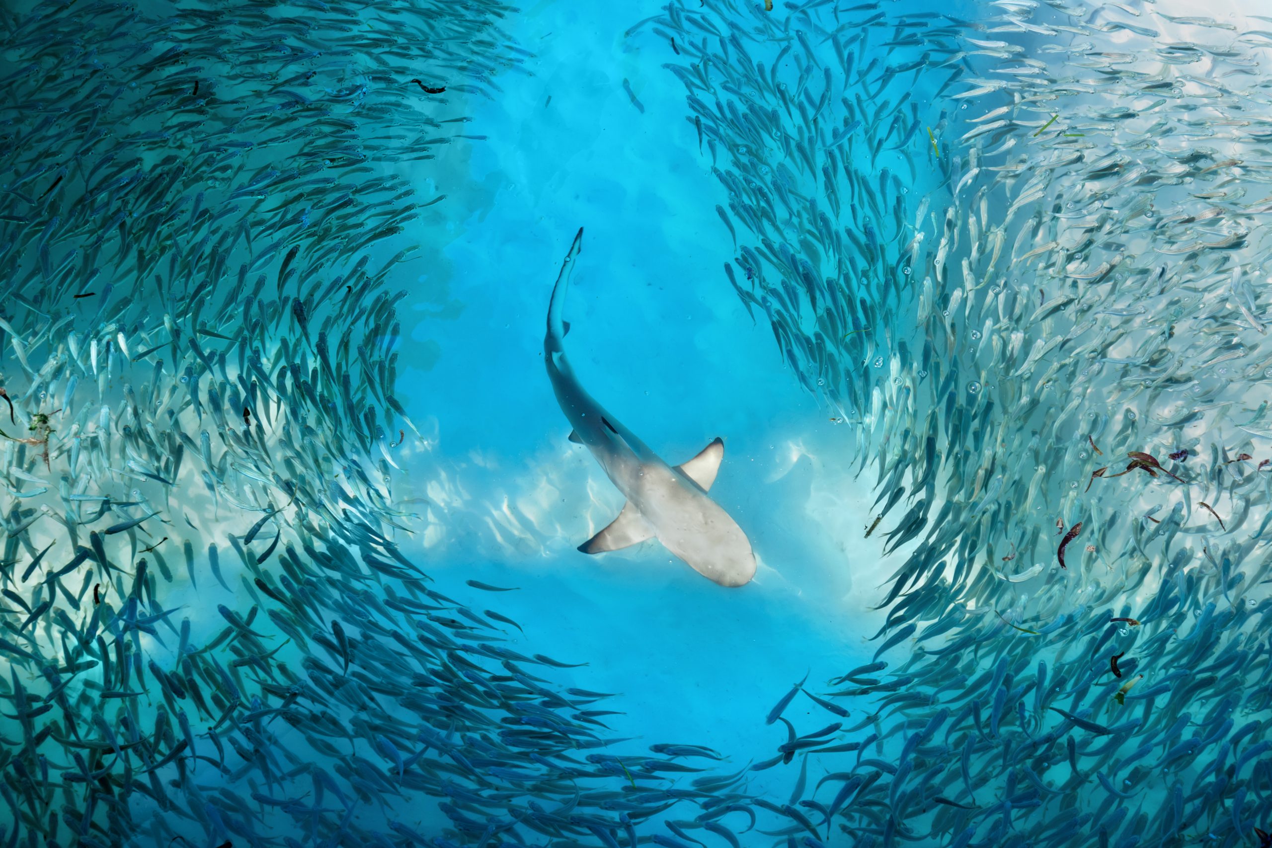 Shark and small fishes in ocean &#8211; nature background