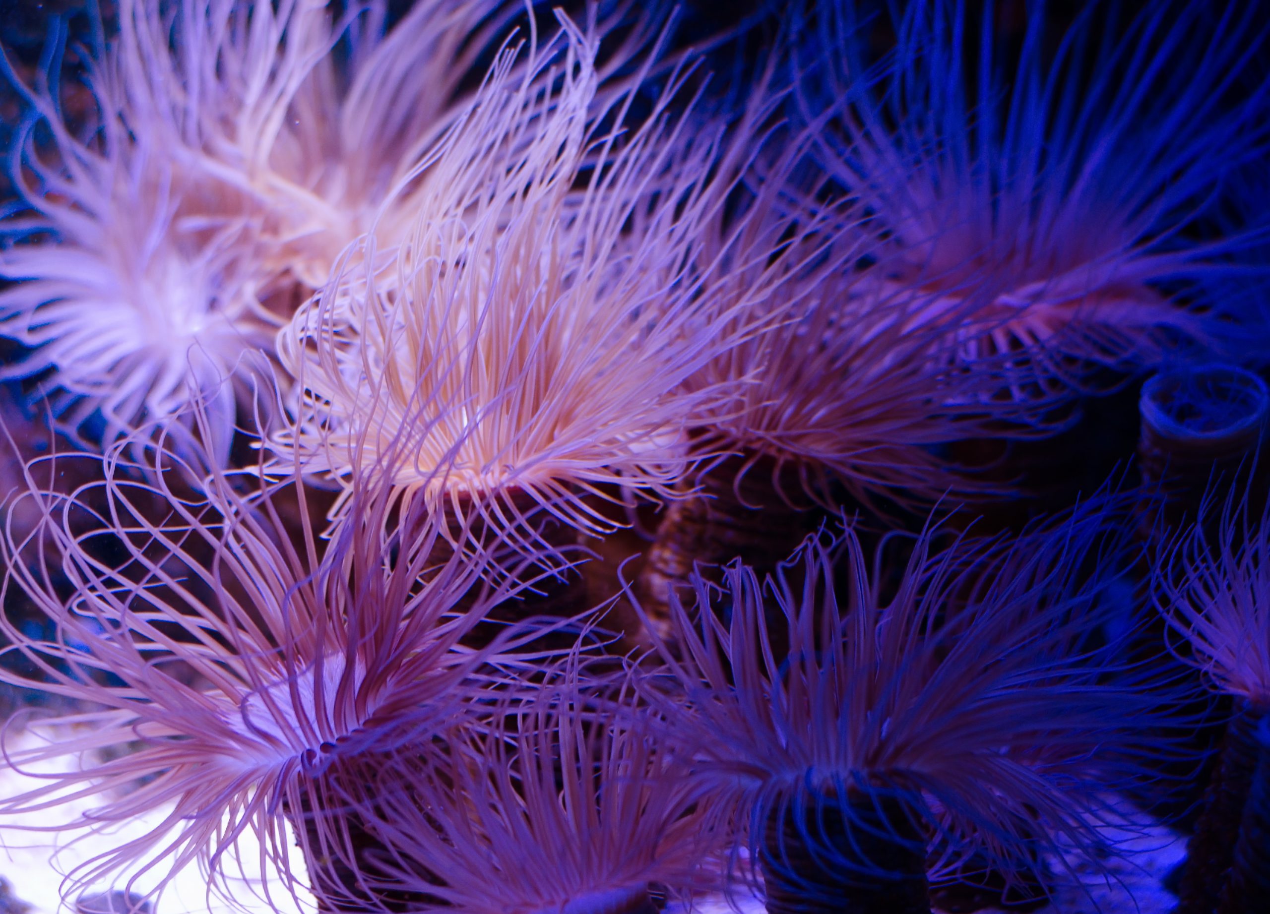 Sea anemone in a dark blue water of aquarium. Marine life background.