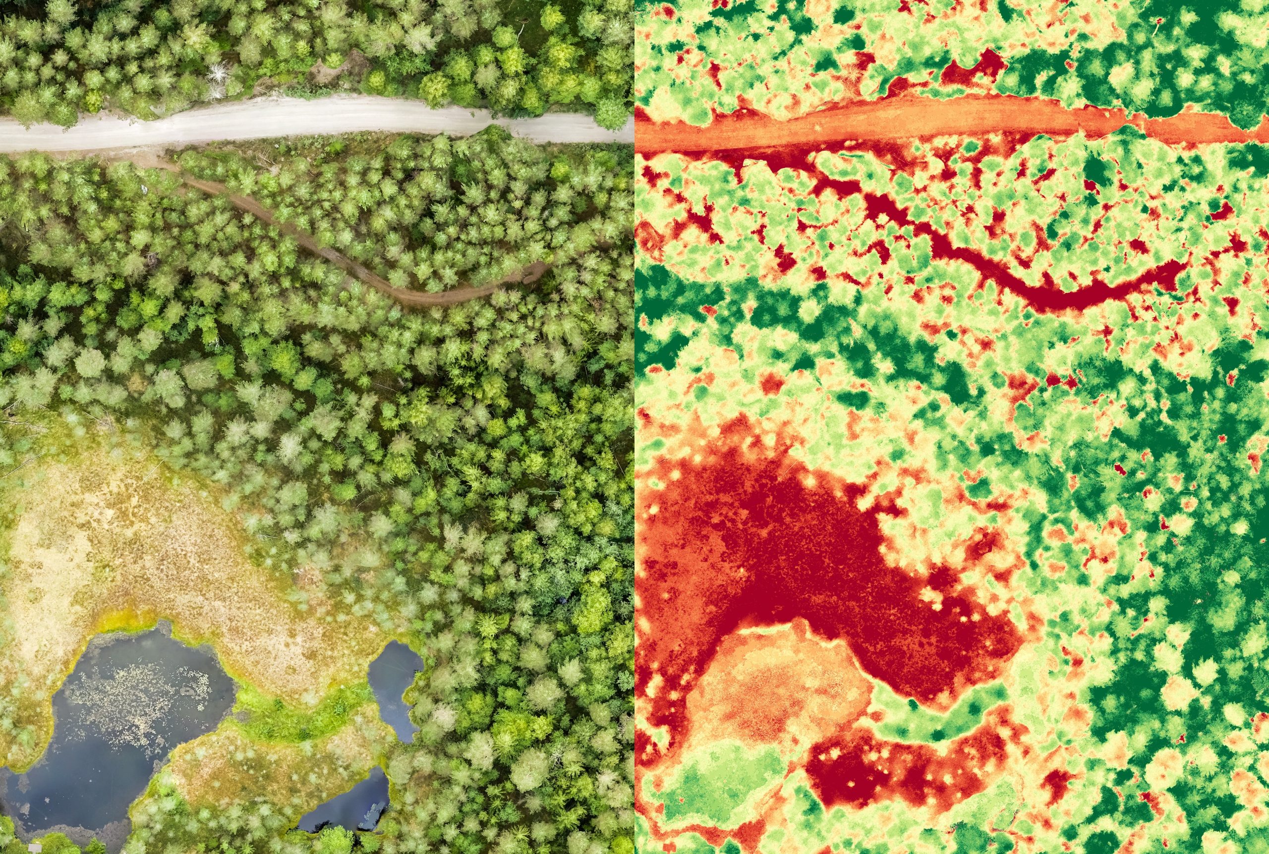 Parallel view of aerial orthomosaic and NDVI vegetation index image of a bog and forest area in Finland with small ponds and forest roads.