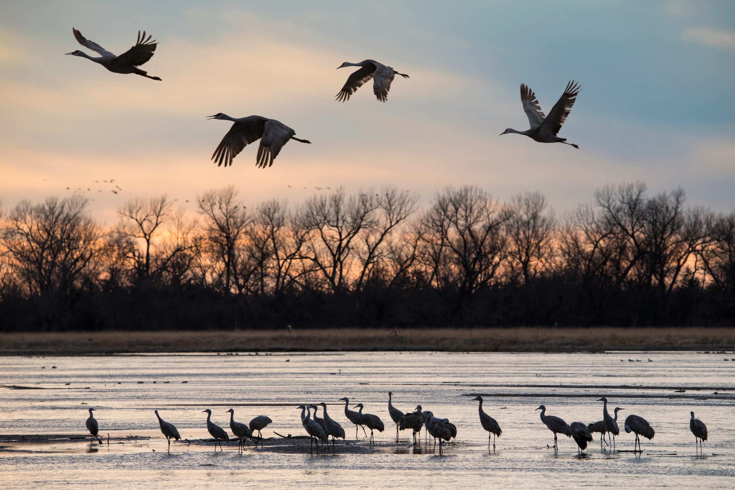 The annual migration of the Sandhill Cranes through central Nesbraska. They spend a few weeks feeding in the nearby corn fields before heading north to their nesting grounds. Over half a million cranes pass through the protected area of the Platte River which is managed by the Crane Trust. At sunset the cranes arrive to roost overnight on sand bars in the shallow water of the river. Their shapes are sihouetted in the water.