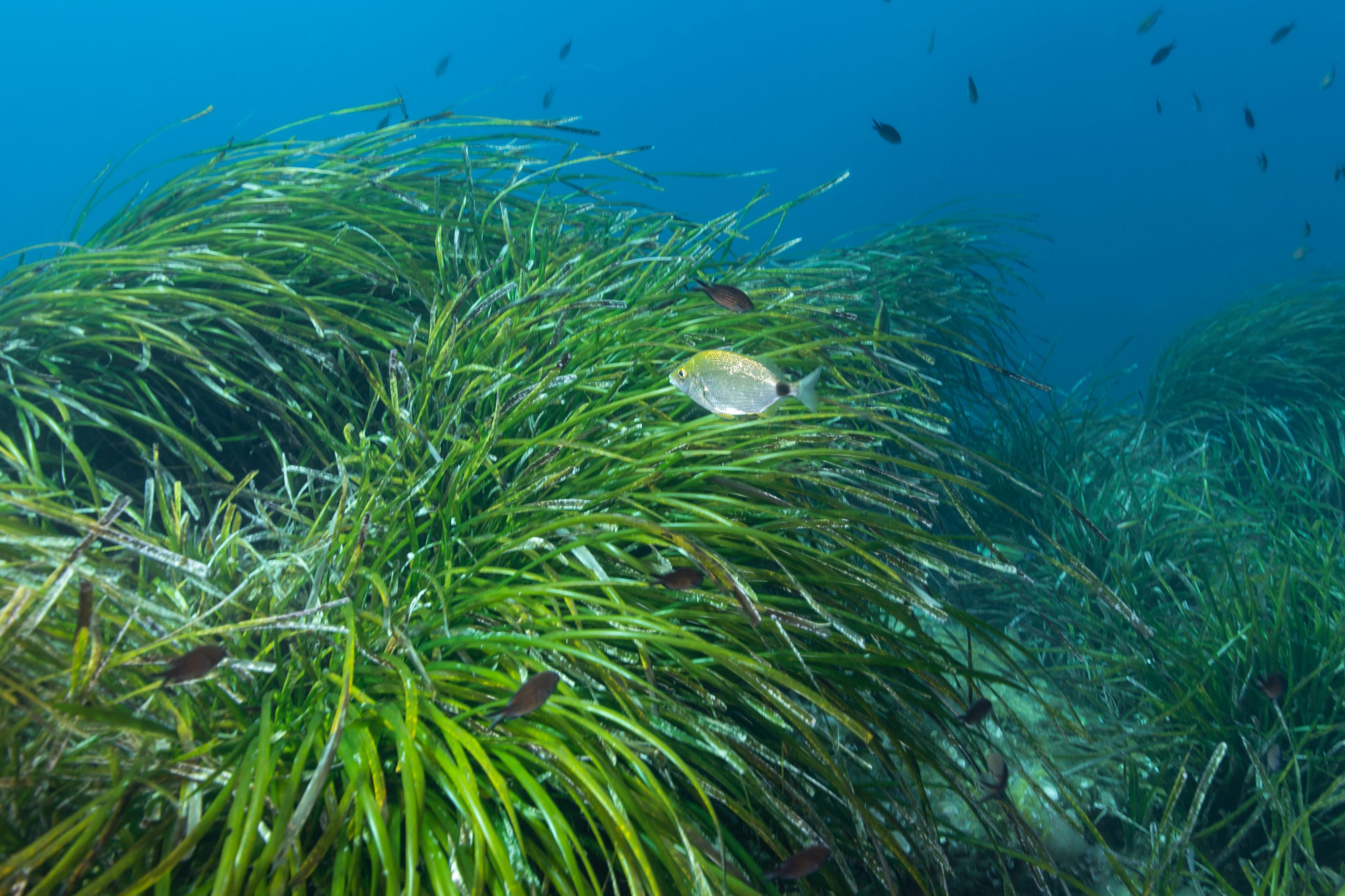 Seagrass-Posidonie (Posidonia oceanica) of Méditerranée sea.