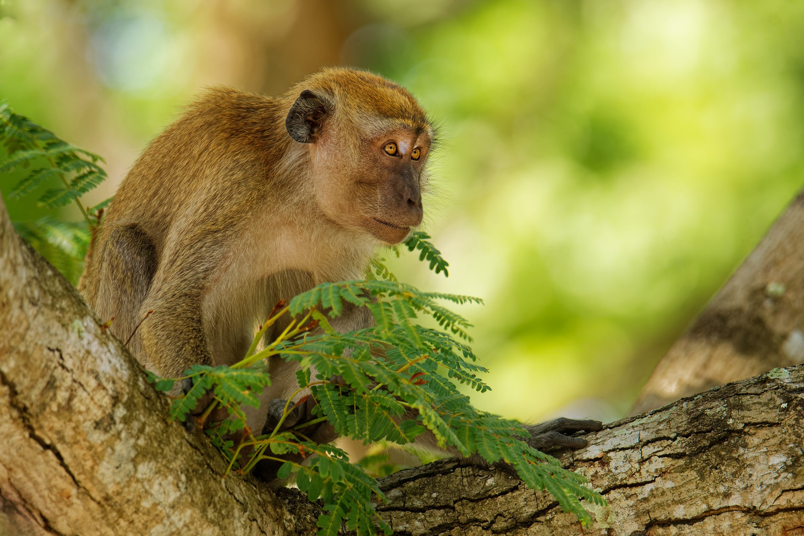 Long-tailed Macaque &#8211; Macaca fascicularis also known as crab-eating macaque, a cercopithecine primate native to Southeast Asia, is referred to as the cynomolgus monkey