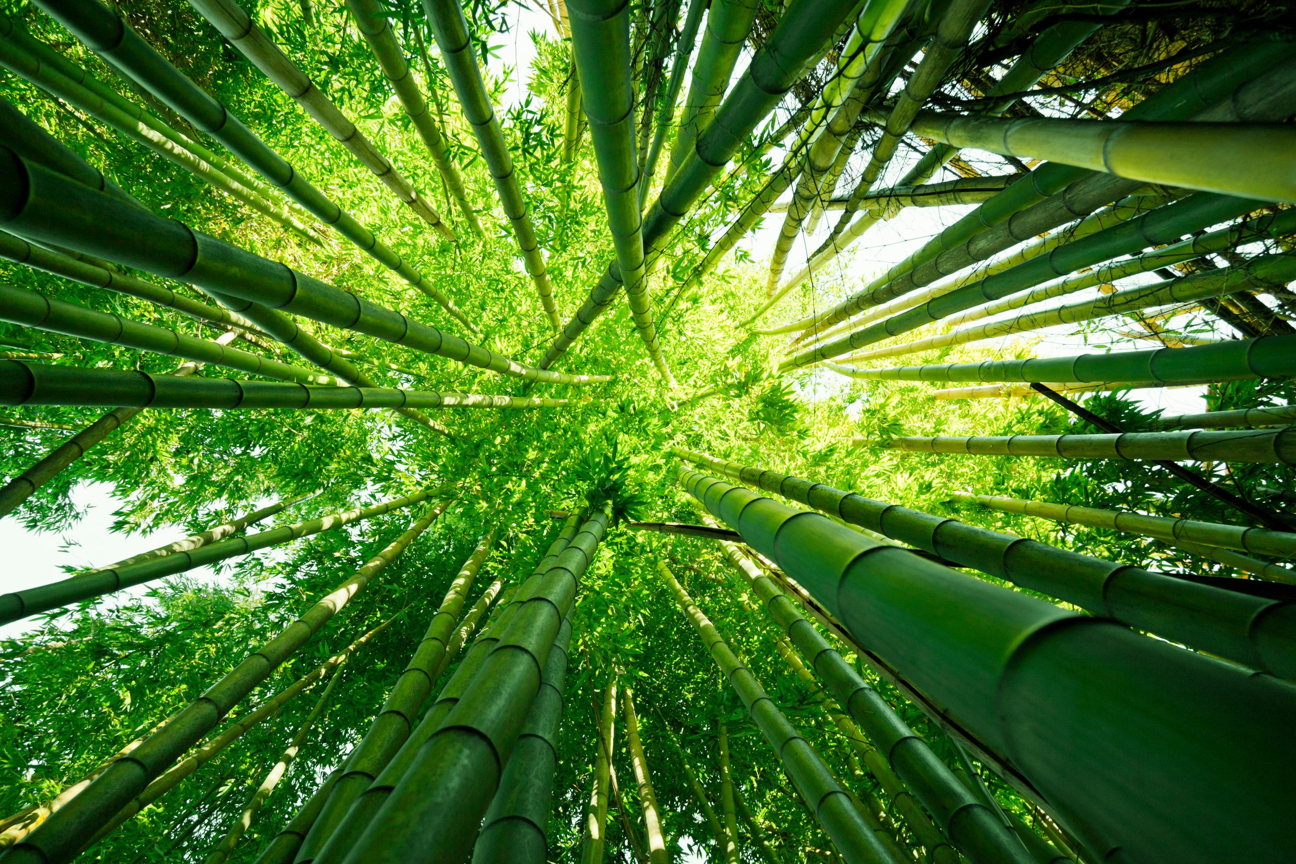 Looking up at exotic lush green bamboo tree canopy