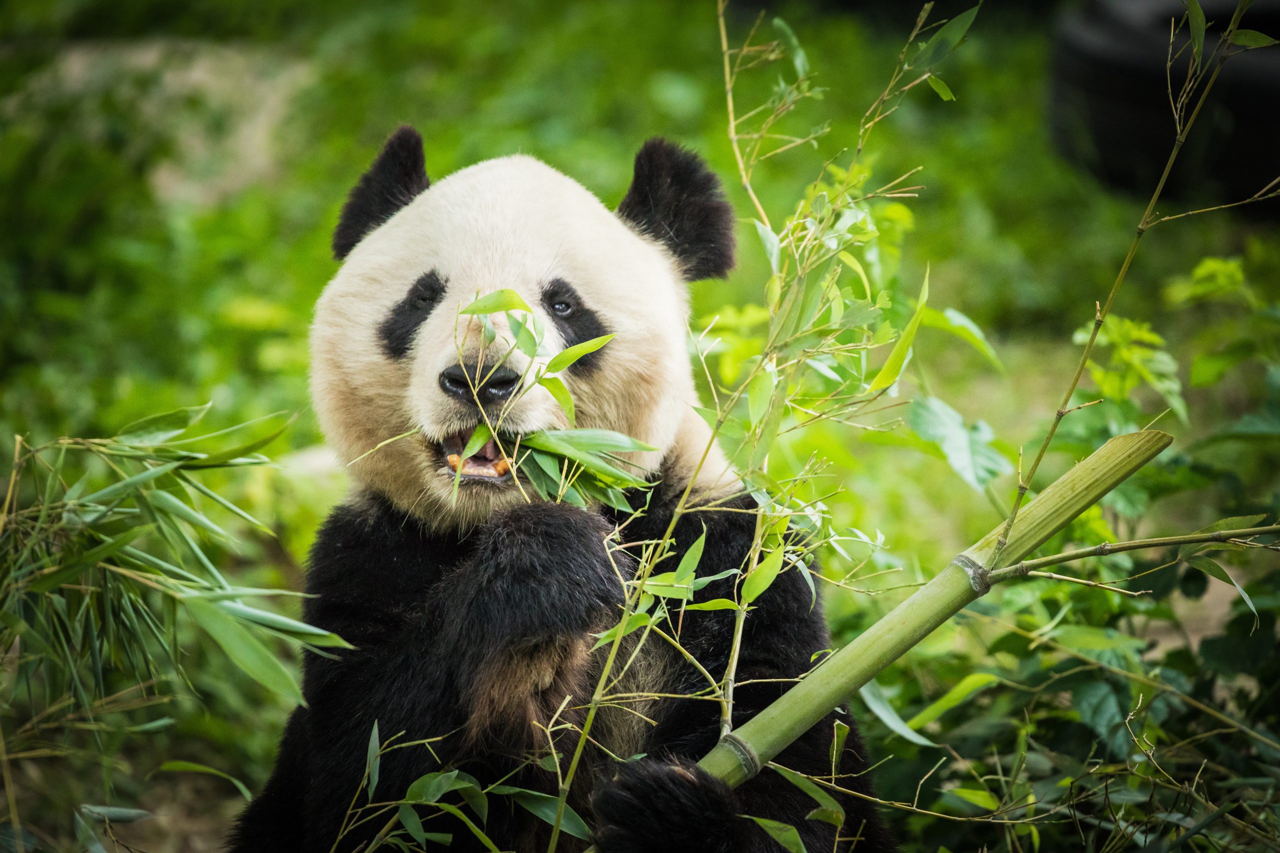 Panda Bear eating bamboo shoot