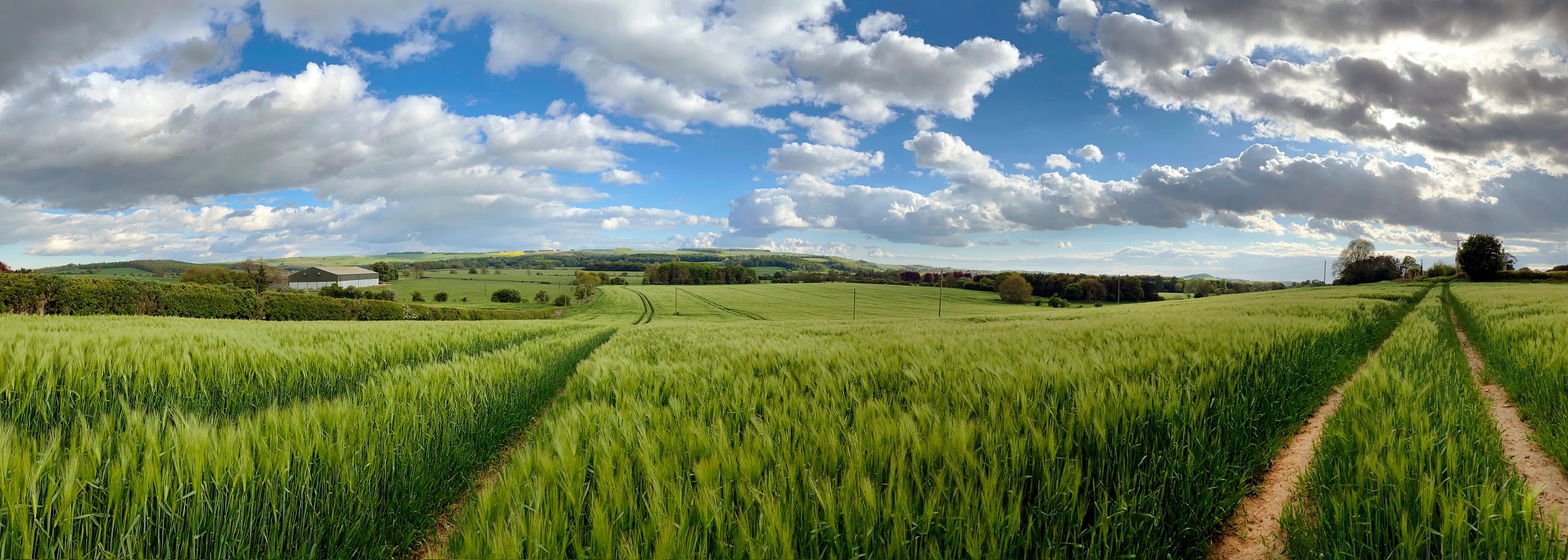 Agricultural land with a crop of barley in the countryside of North Yorkshire in the United Kingdom