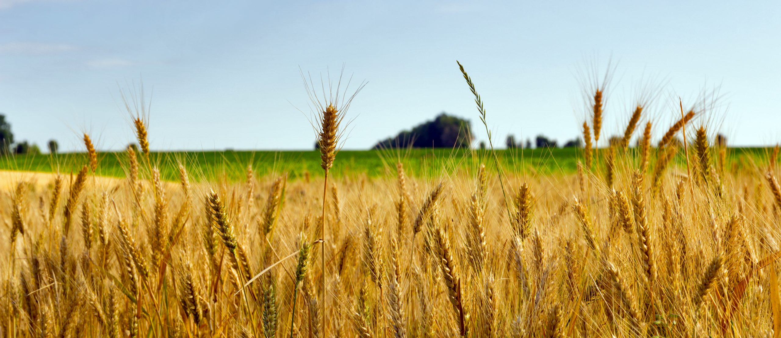 Wheat field ripe grow, agriculture