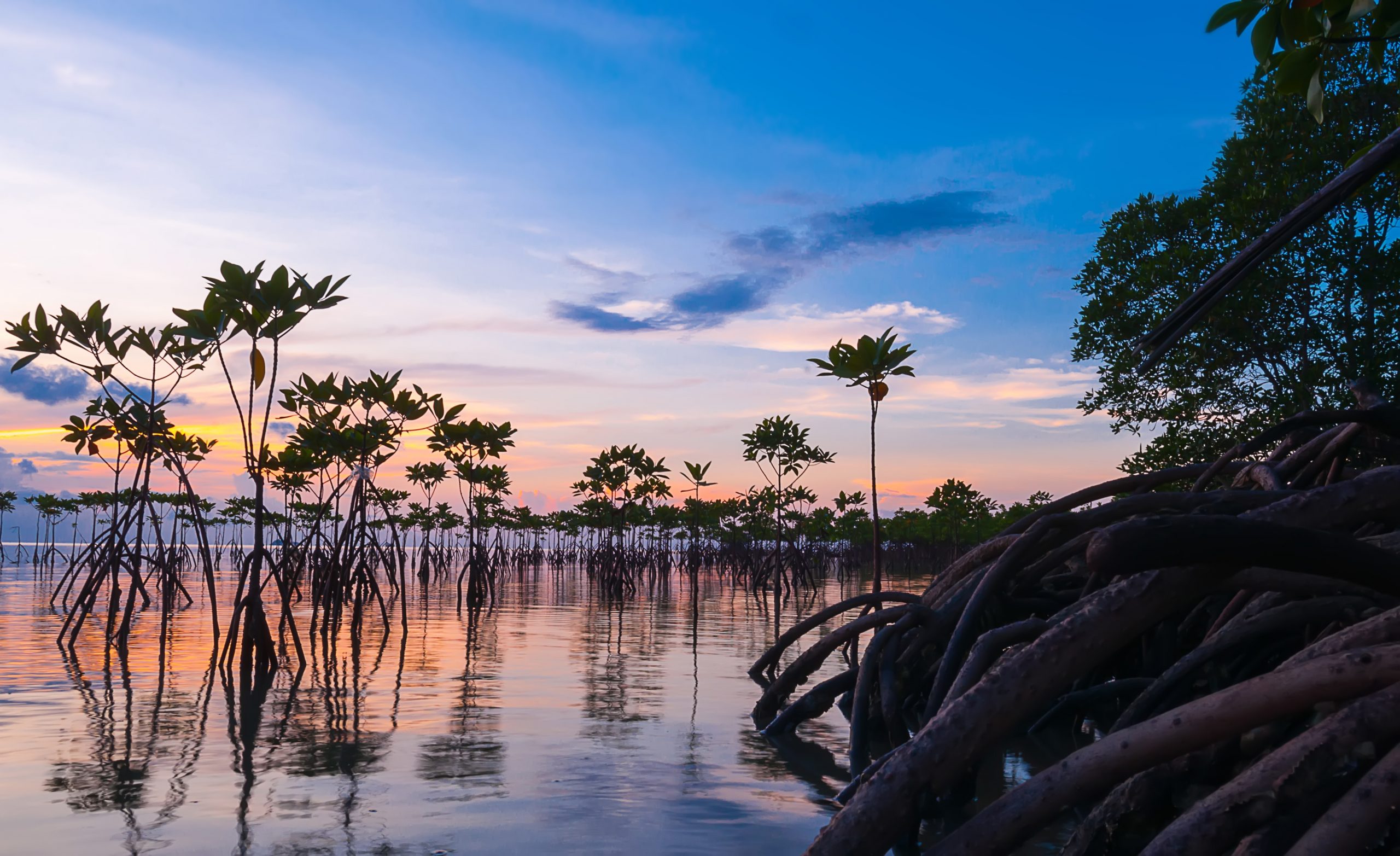 Young sprouts in mangrove forest during sunset in Thailand