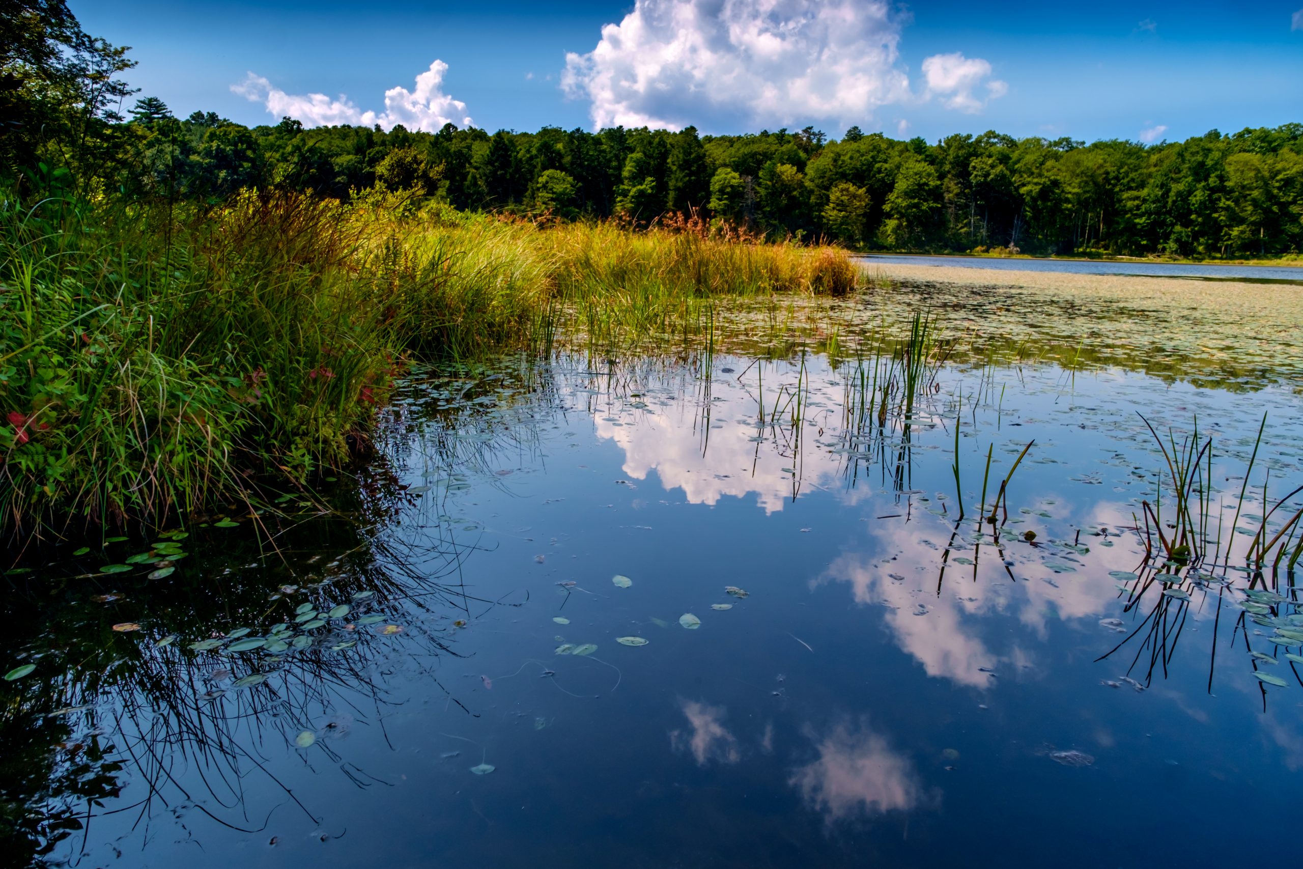 Swamp marsh nature landscape on a bright summer day