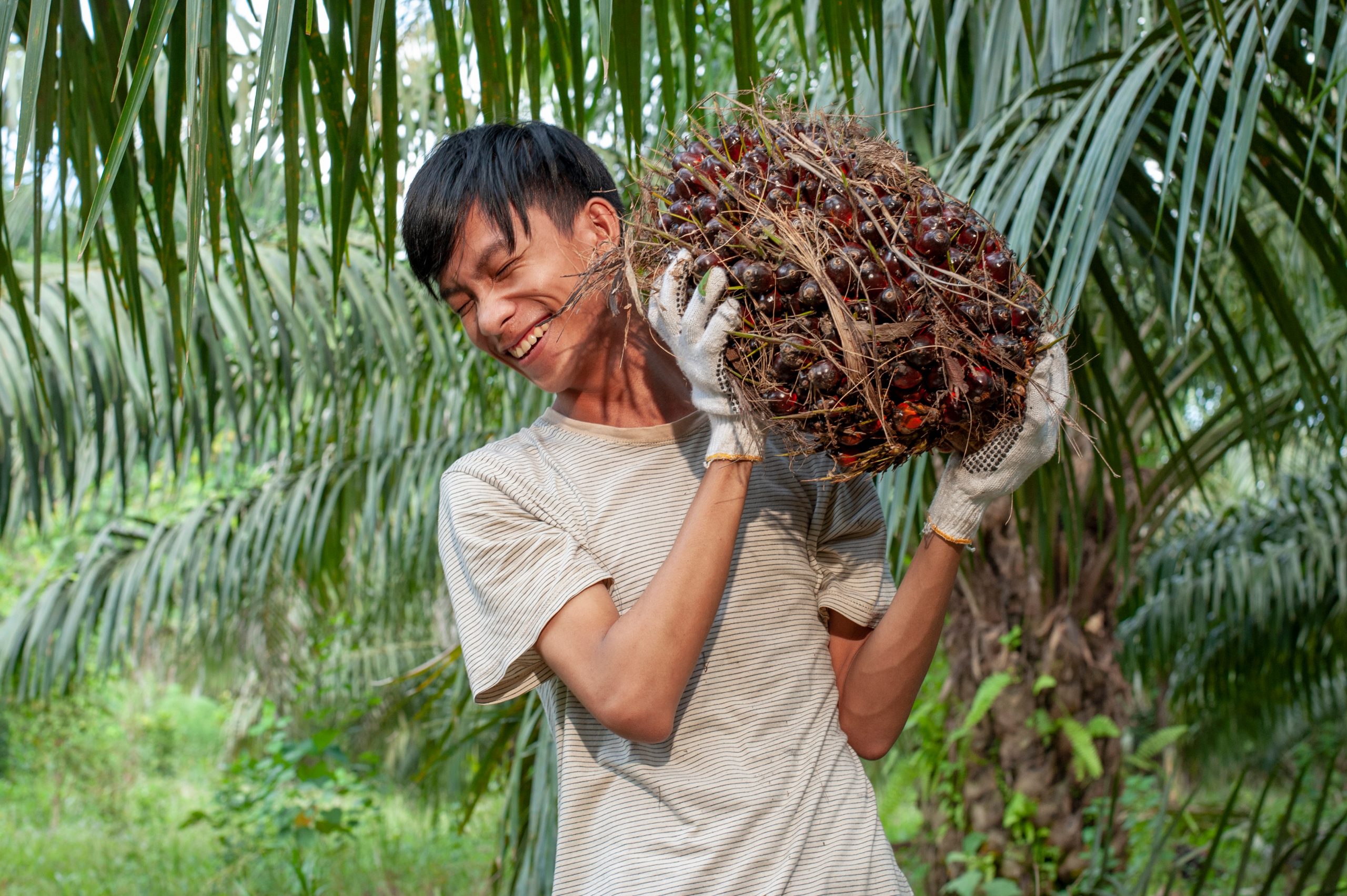 Asian traditional farmer holding red ripe oil palm fruitlets. planter palm oil