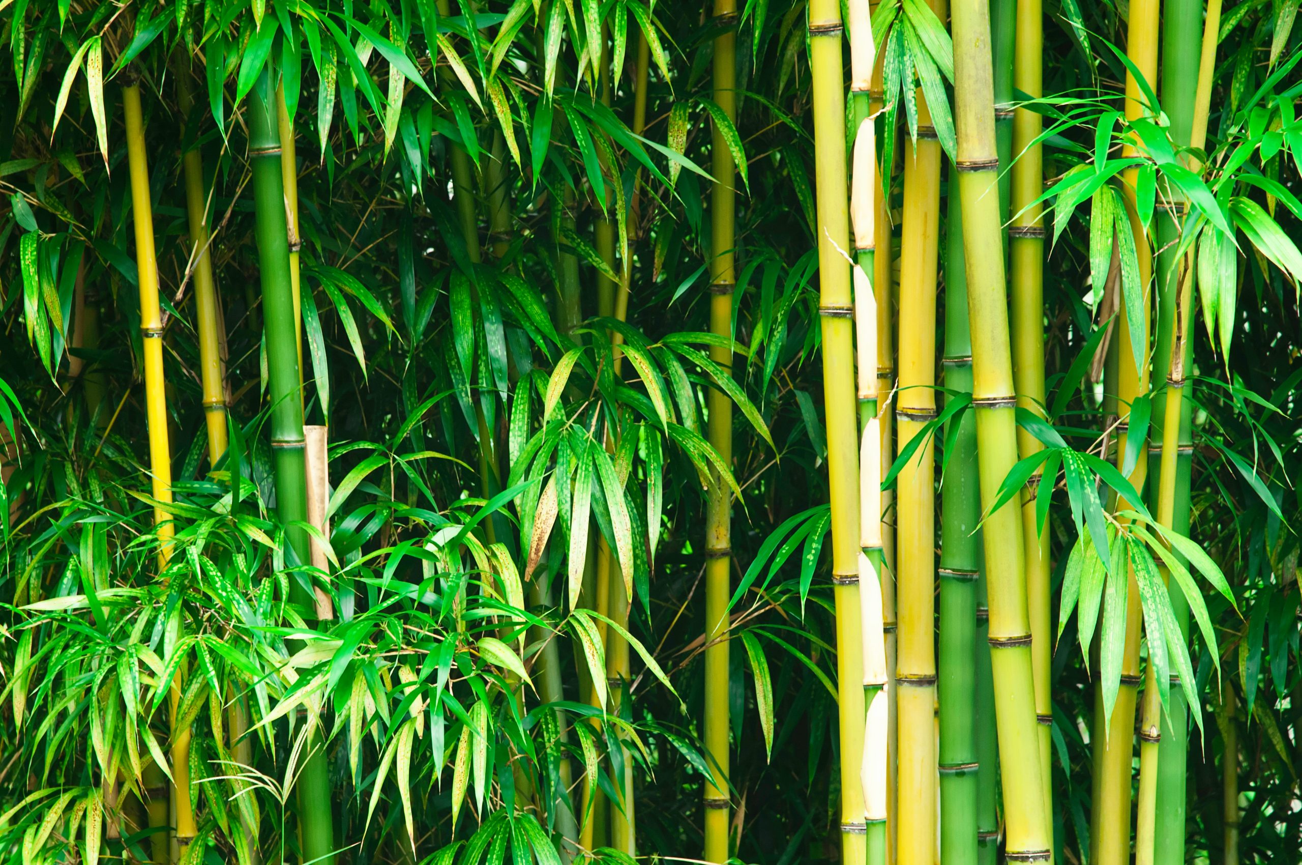 A thick green bamboo forest.