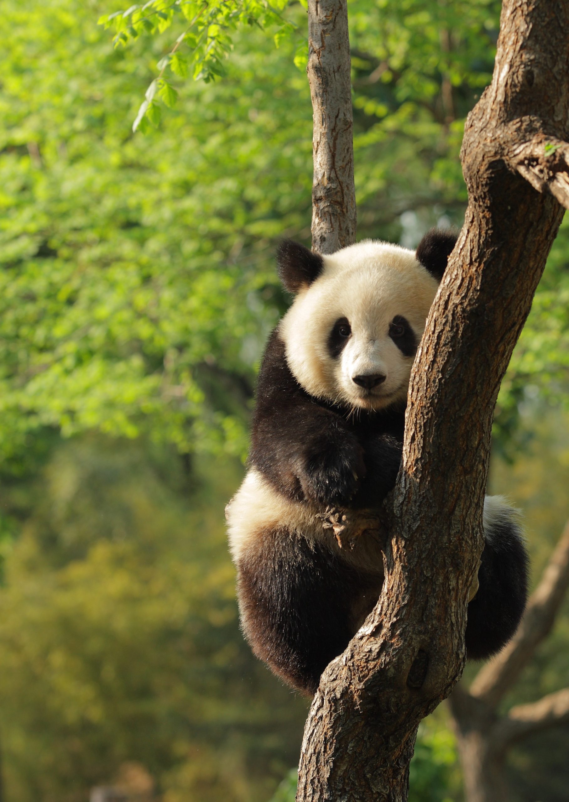 Cute young silly-looking panda sitting on a tree en face