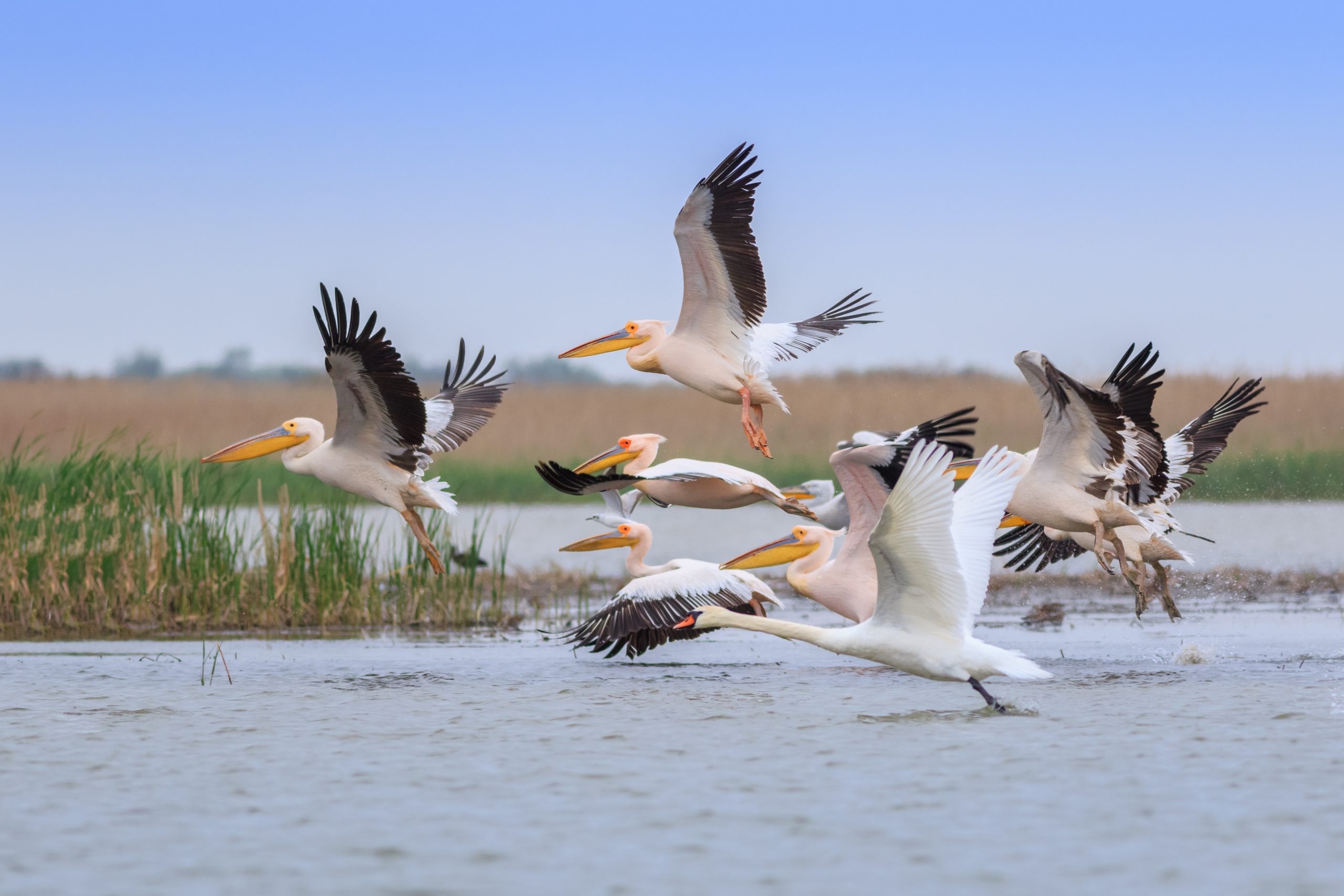 white pelicans (pelecanus onocrotalus) in Danube Delta, Romania