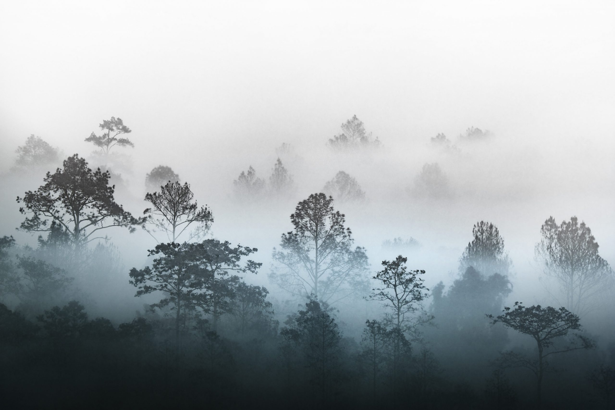 Tropical forest and fog