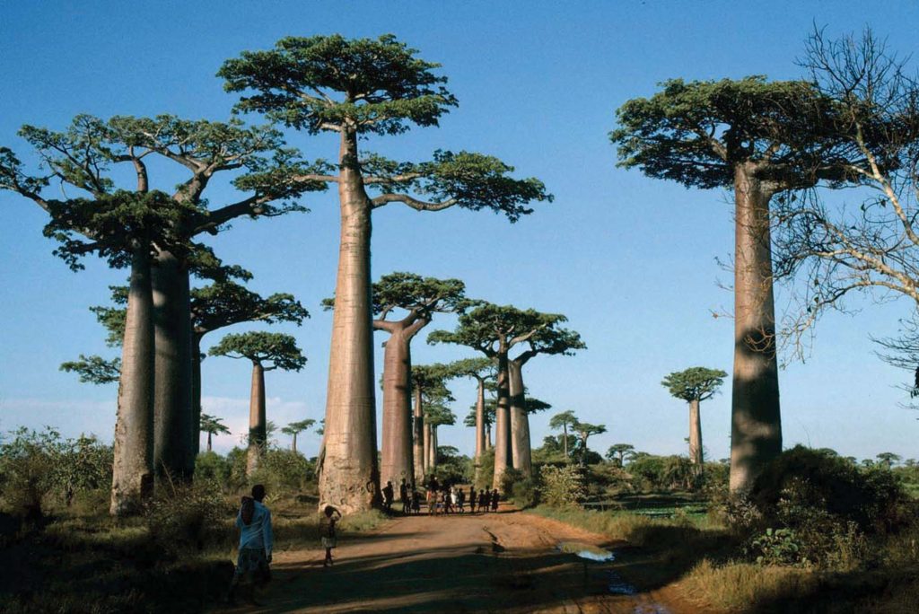 Giant baobab trees (Adansonia grandidieri) Image: Royal Botanic Gardens, Kew