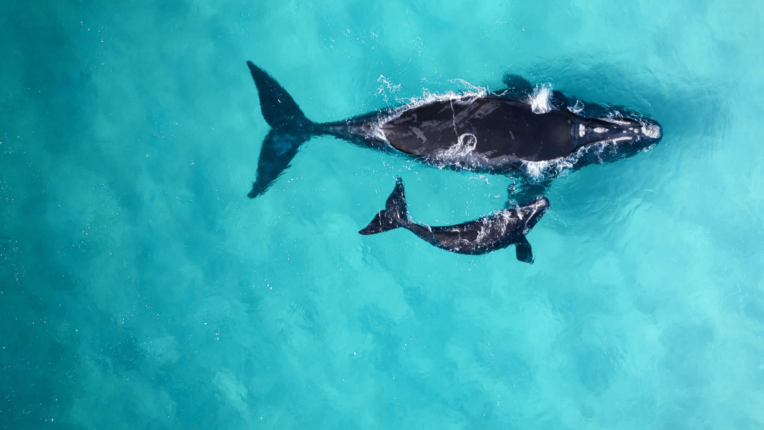 Whale and calf, Lewis Burnett / Ocean Image Bank