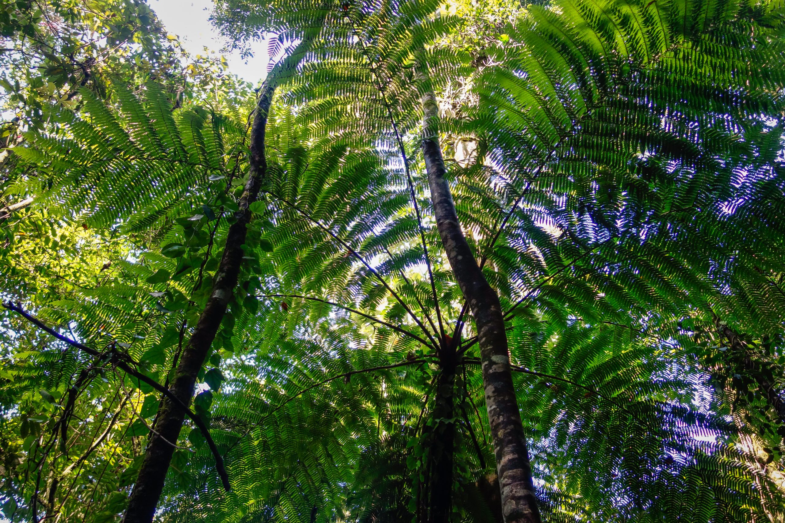 Large ferns in the Atlantic Forest, Brazil