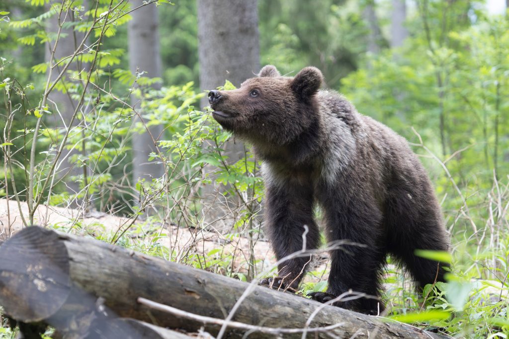 A brown bear