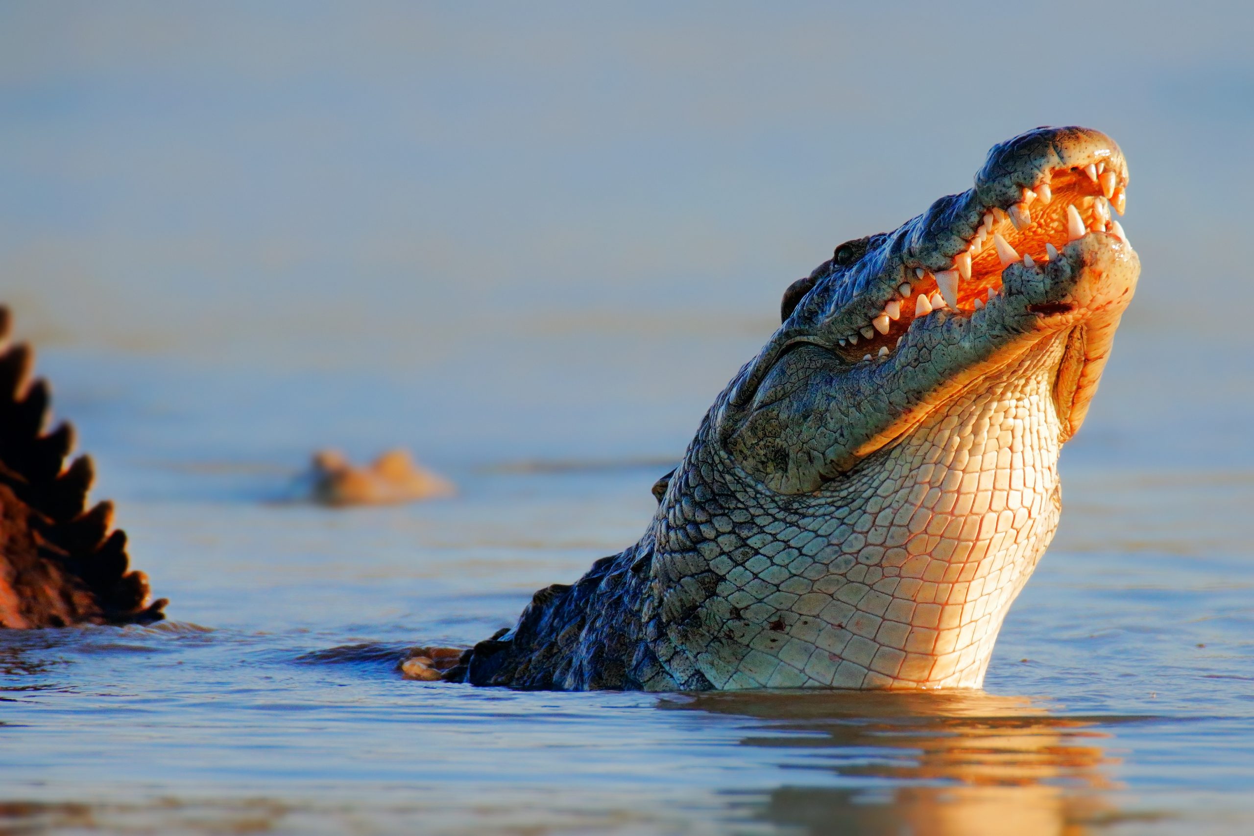 A Nile crocodile (Crocodylus niloticus)