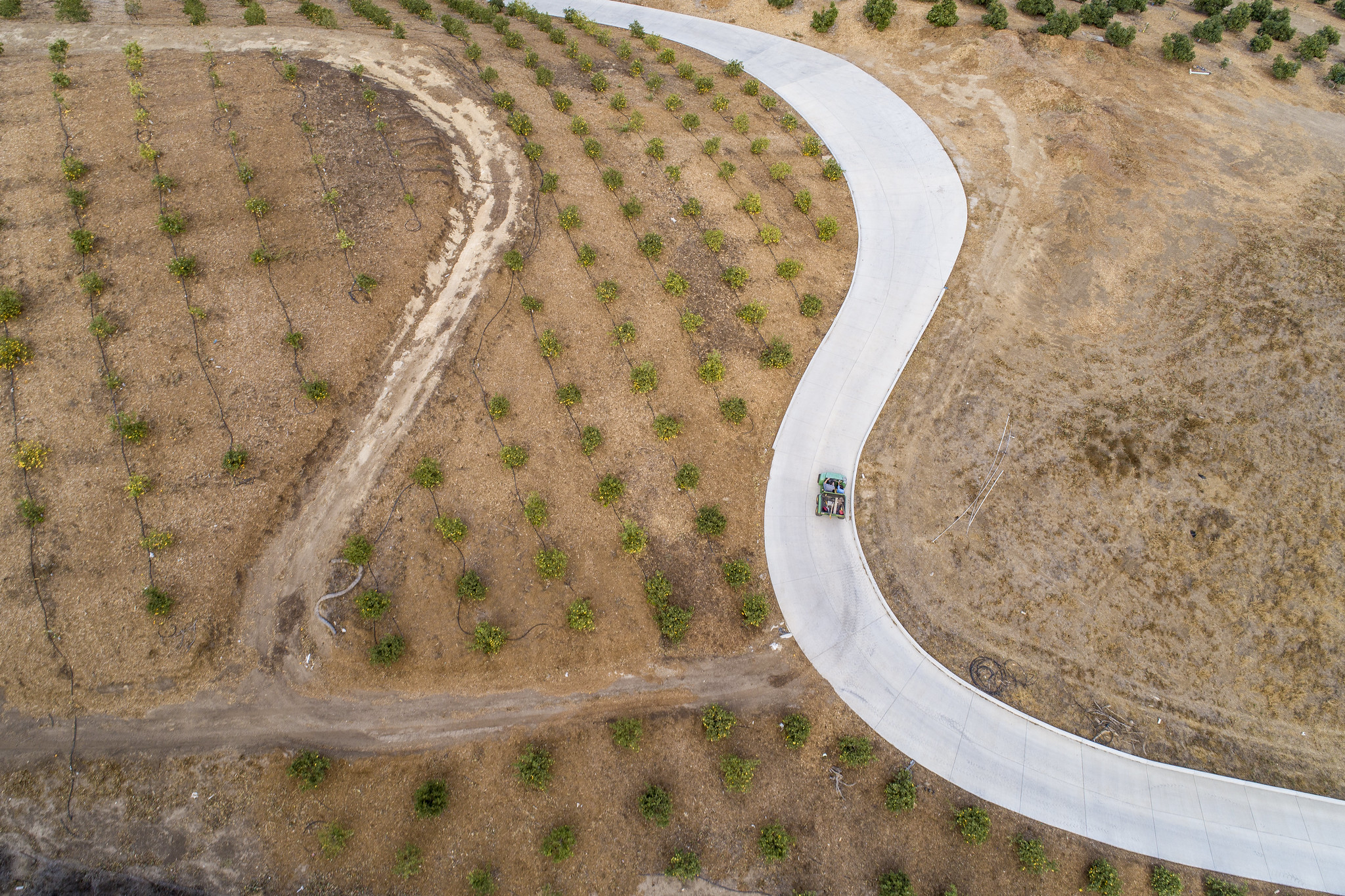 Irrigated orchards in a dry landscape