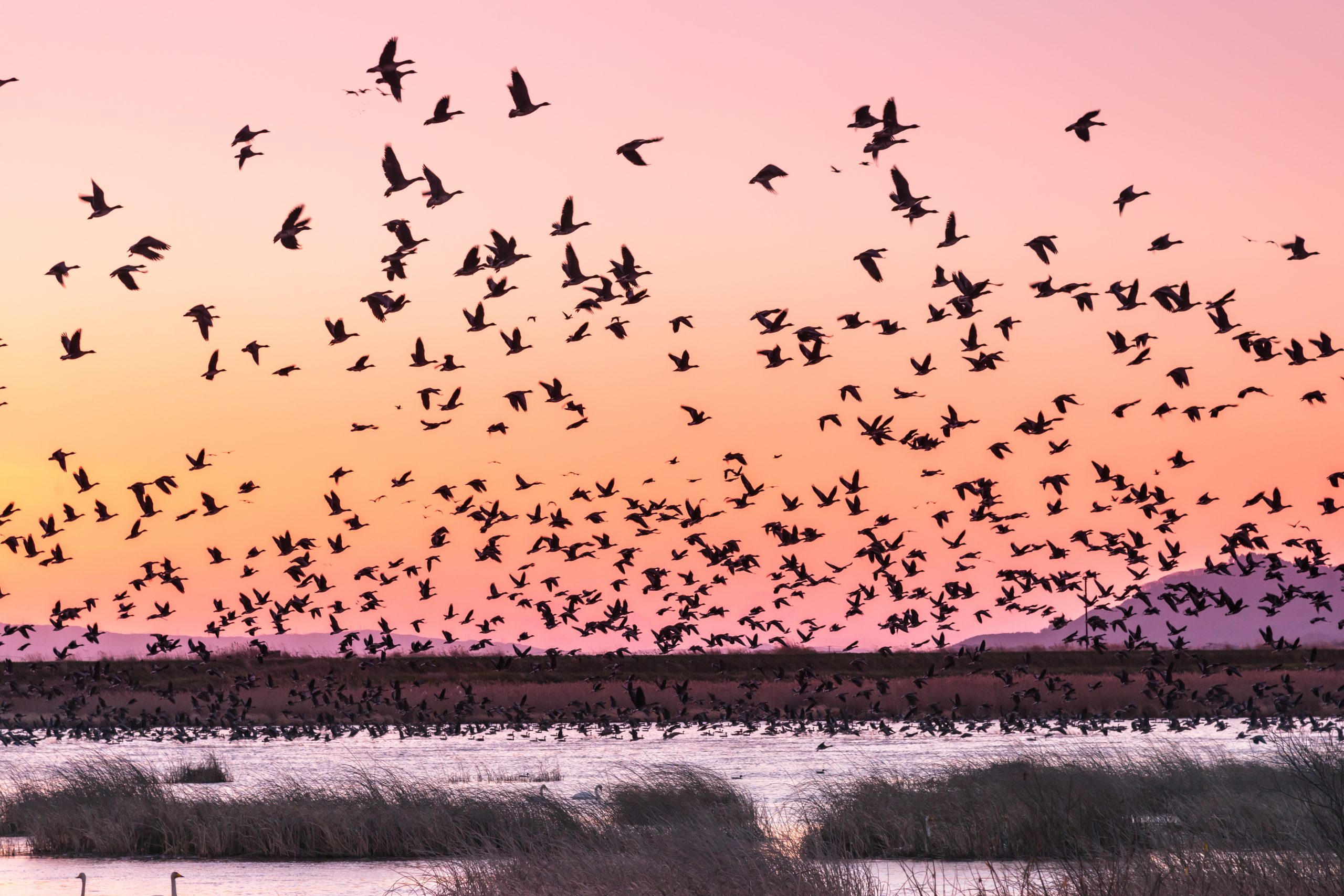 Birds flying over a wetland at sunset