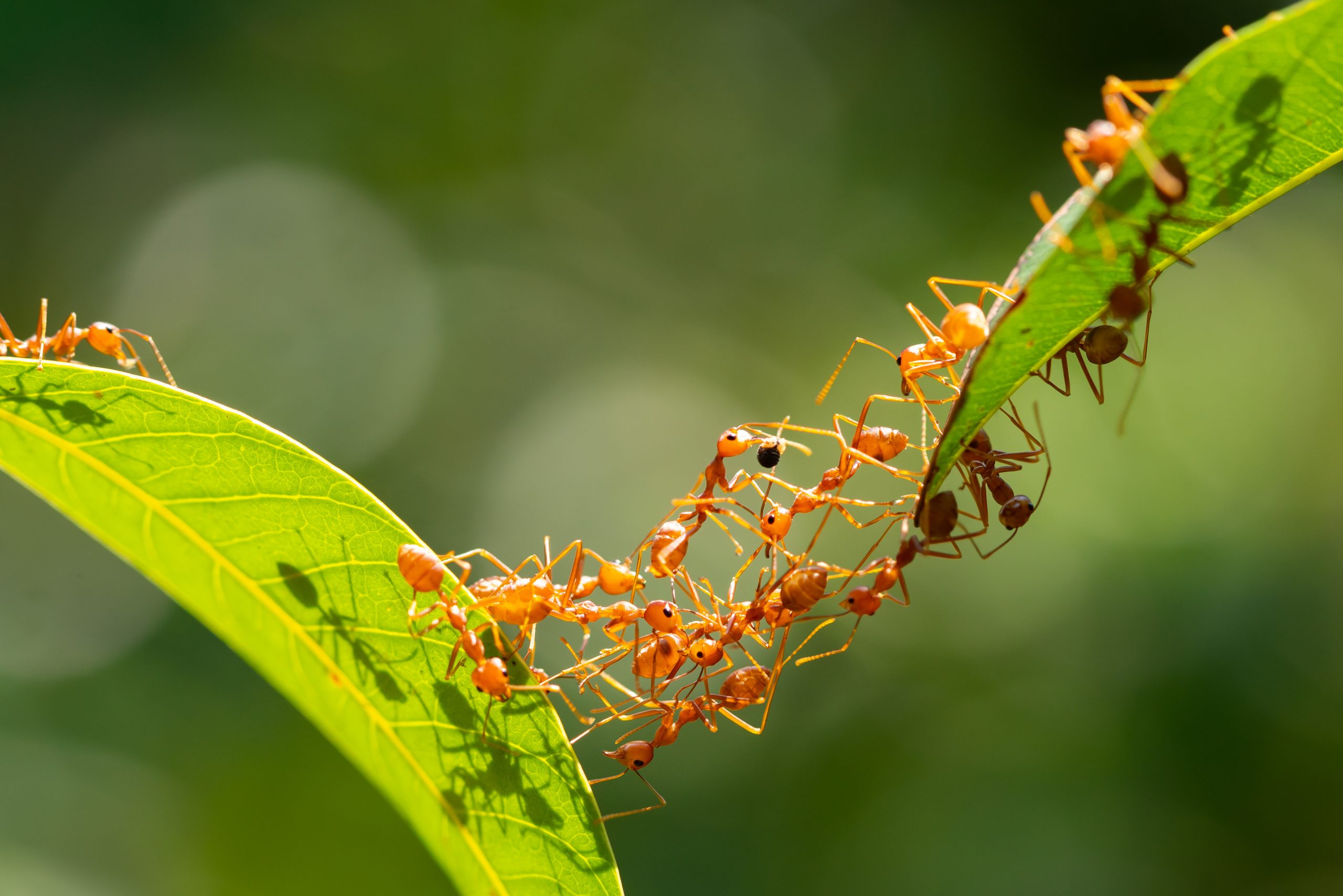 Ants work together to form a bridge between two leaves