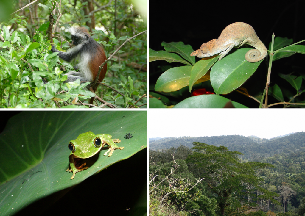 Photos of Tanzania's wildlife and rainforest, Peter Prokosch / GRID-Arendal, Neil Burgess