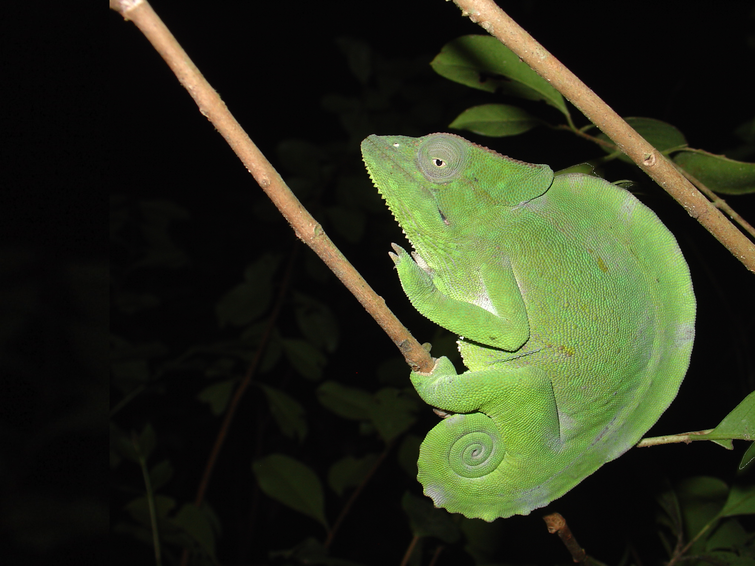 A chameleon clinging to a branch, Neil Burgess