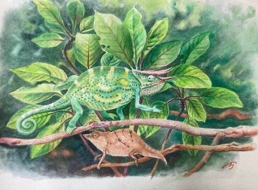 A painting of chameleons found in Tanzania © Jon Fjeldså