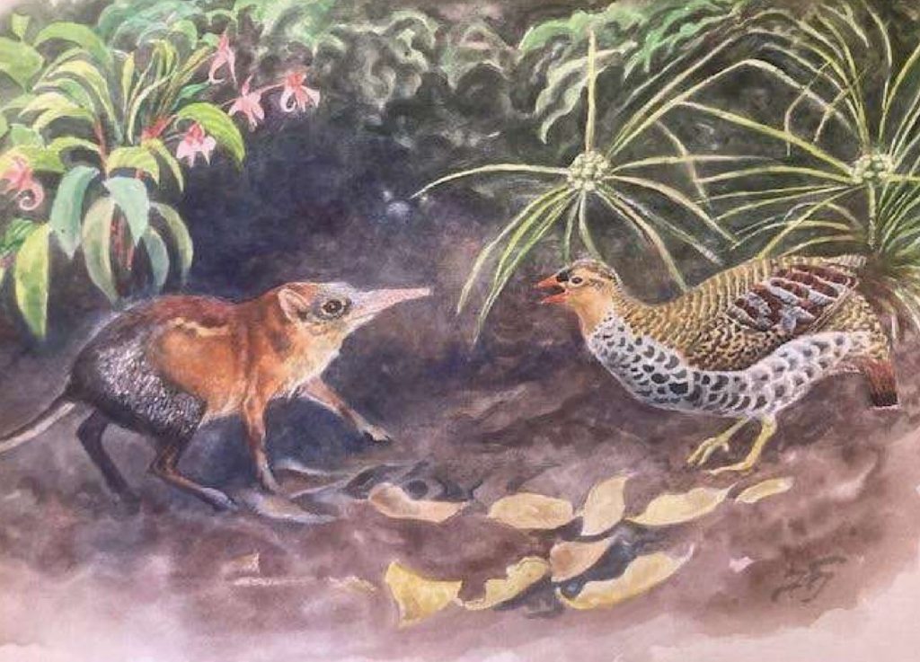 A painting of a shrew and a partridge, Jon Fjeldså