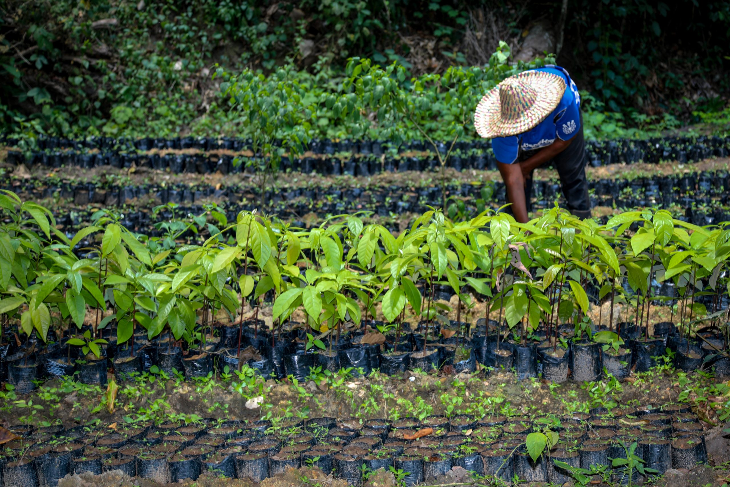 Woman working at nursery in Mandjou, East Cameroon, Photo by Emily Pinna/CIFOR