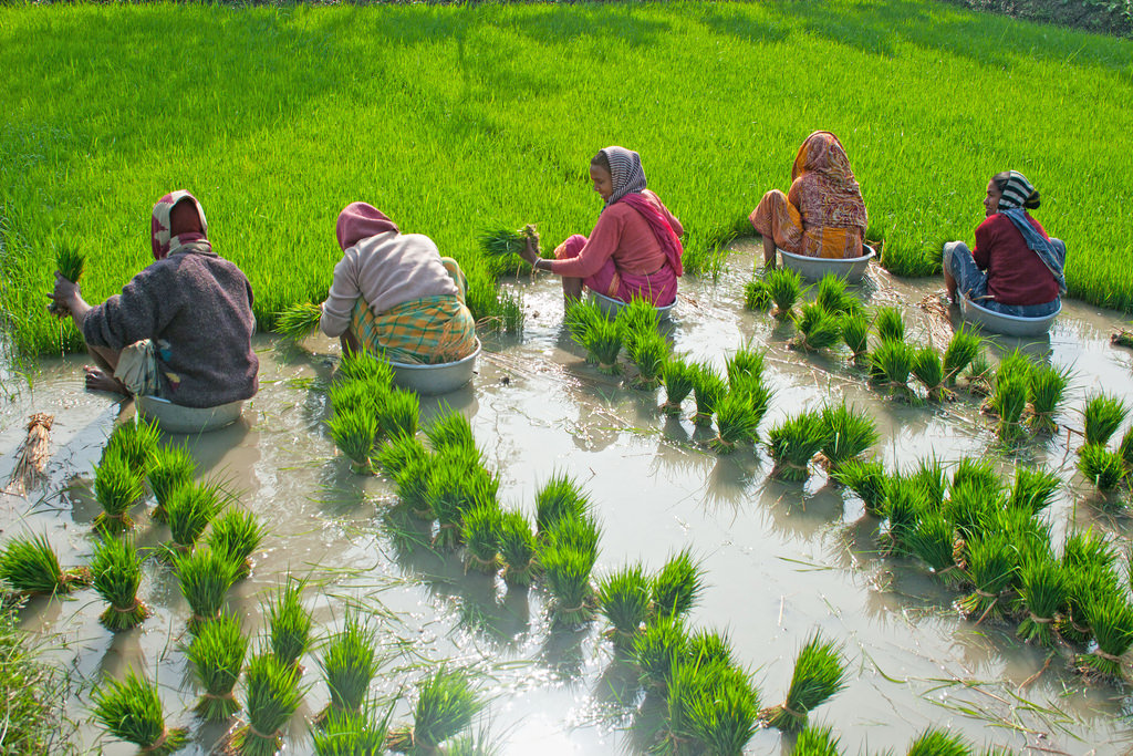 Women planting rice in a field, Anindya Phani, Bioversity International