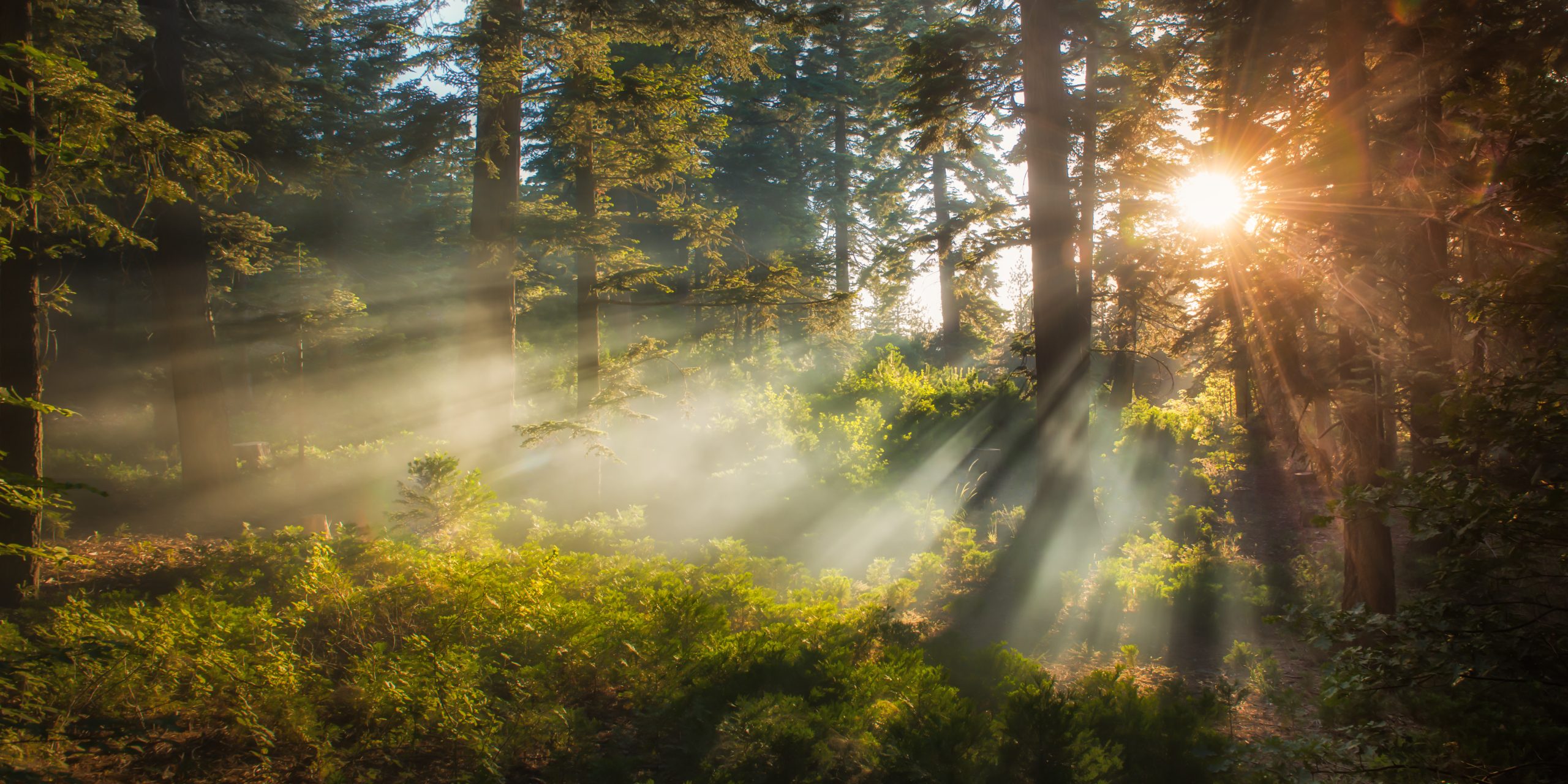 Part two of my Dogwood series.  This area, located in the San Bernardino National Forest in California, is situated in a densely wooded area with tall conifers and lush undergrowth.  This image was taken as a fire was consuming almost 19,000 acres or 48 square kilometers, just a few miles away, causing smoke to fill the surrounding forests.  The smoke, however, created these crepuscular rays along the forest floor during the golden hour.