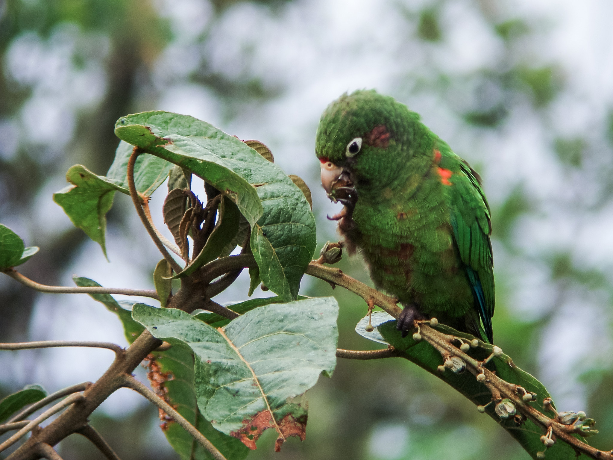 A green parakeet sitting on a branch, Nick Athanas