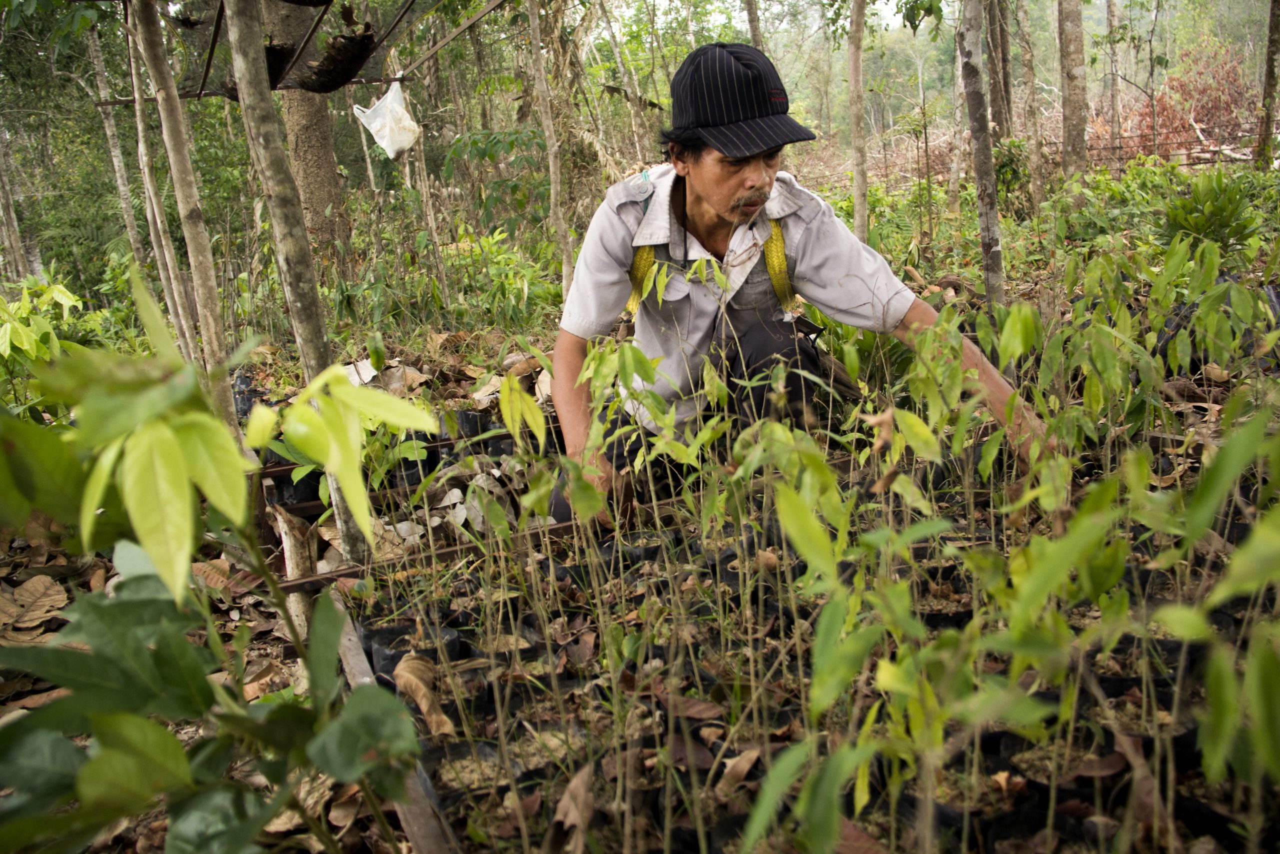 A man with seedlings in a tropical forest, Michael Eko Climate Visuals Countdown