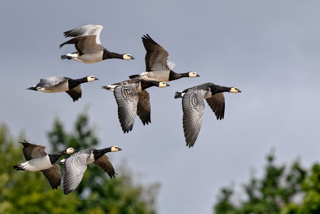 A flock of geese in the air