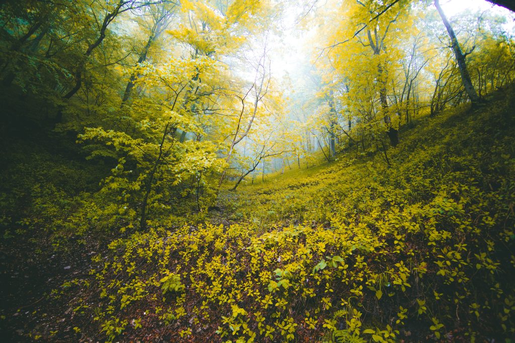 A forest view taken from ground level