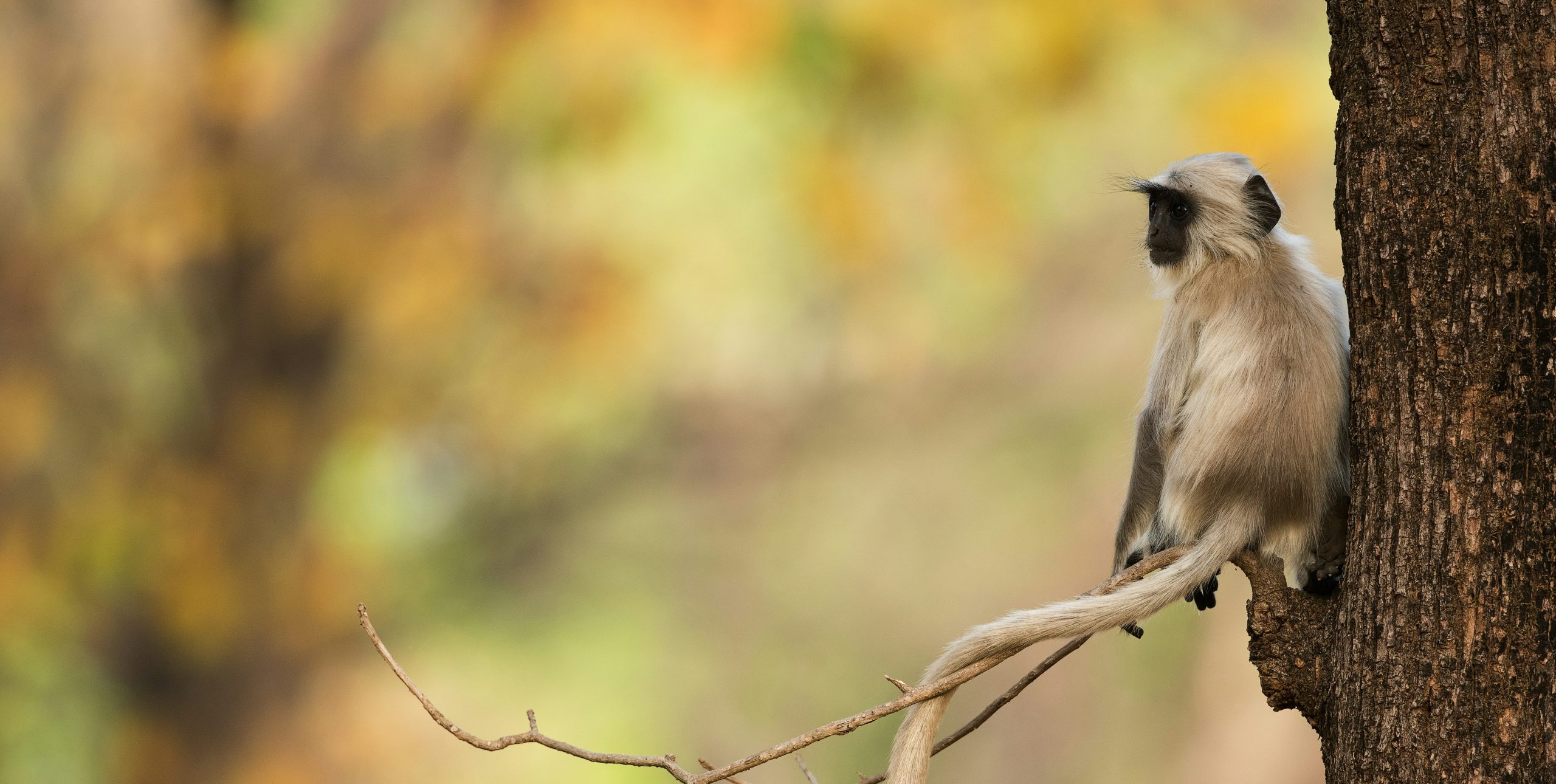 A grey monkey looking out from a branch with a background of golden leaves