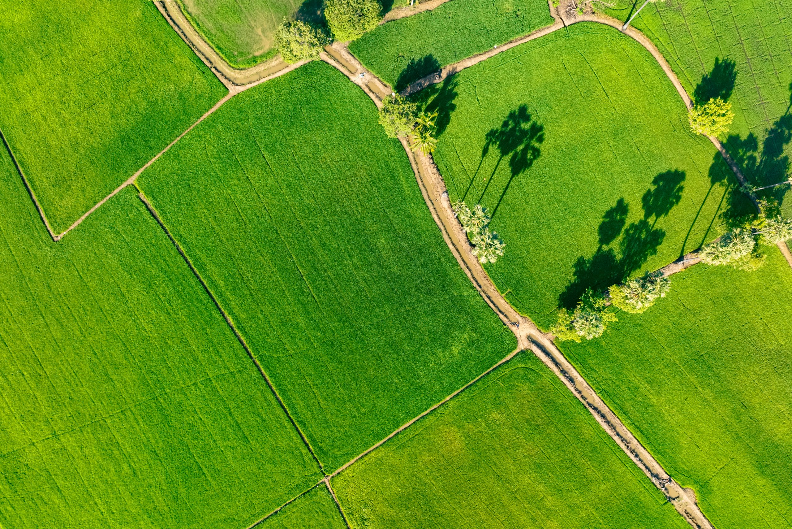 Aerial view of lush green rice field with small winding canal. Sustainable agriculture landscape. Sustainable rice farming. Rice cultivation. Green landscape. Organic farming. Sustainable land use.