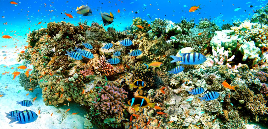 A coral reef surrounded by colourful fish