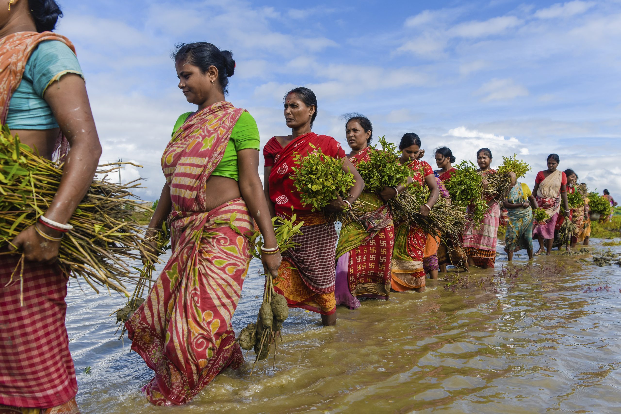 A group of women wading through water carrying saplings