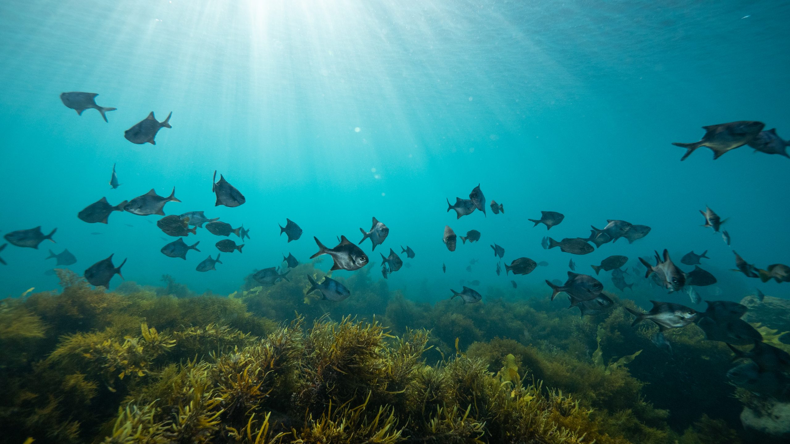 Underwater shot showing fish and a kelp forest