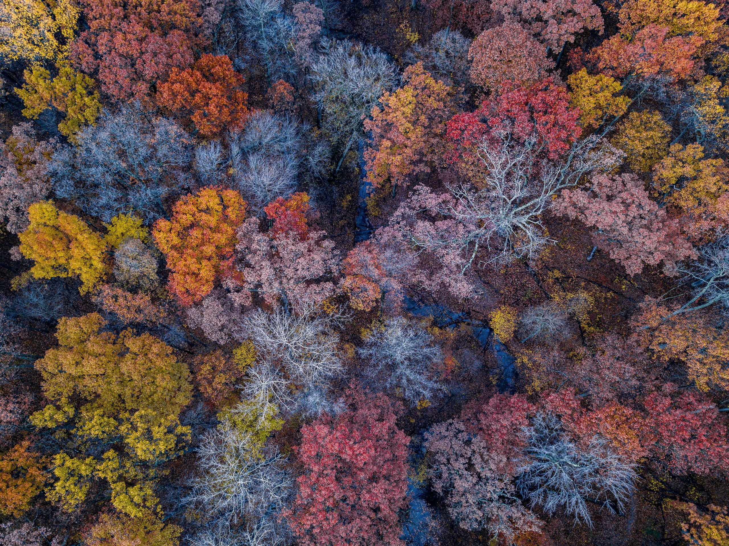 Aerial shot of a forest in autumn